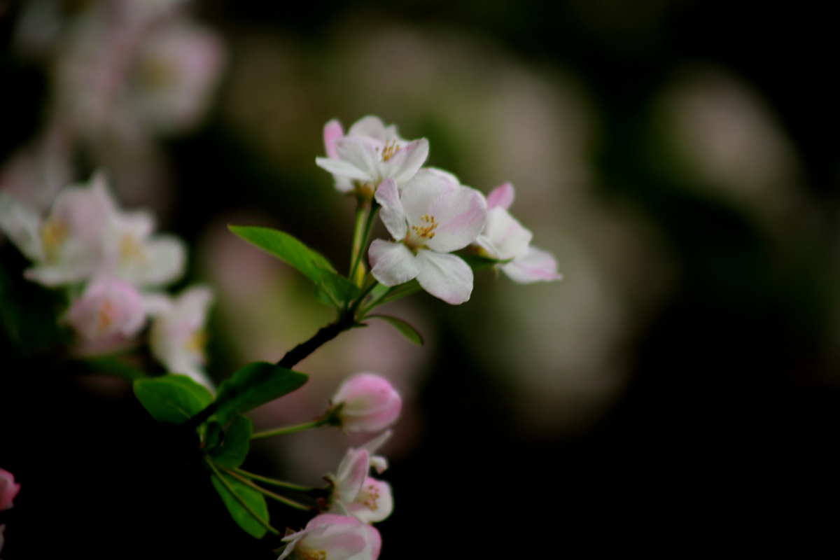 FU2A0011.JPG
