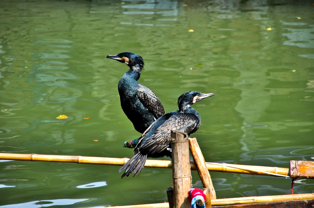 DSC_0187.JPG