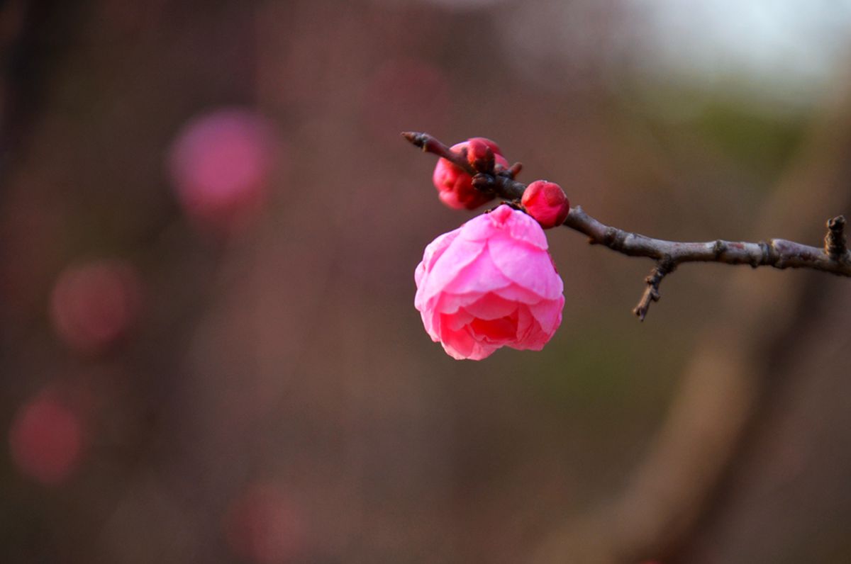 DSC_0008_副本.jpg