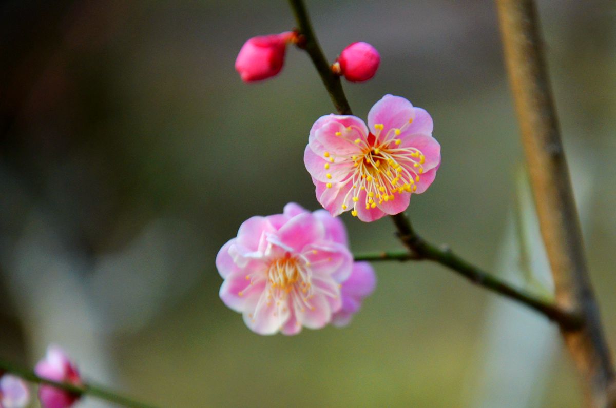 DSC_0038_副本.jpg