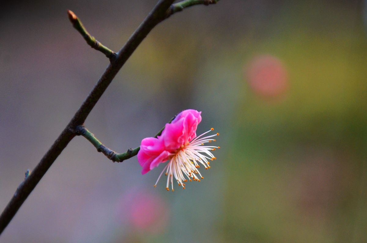 DSC_0048_副本.jpg