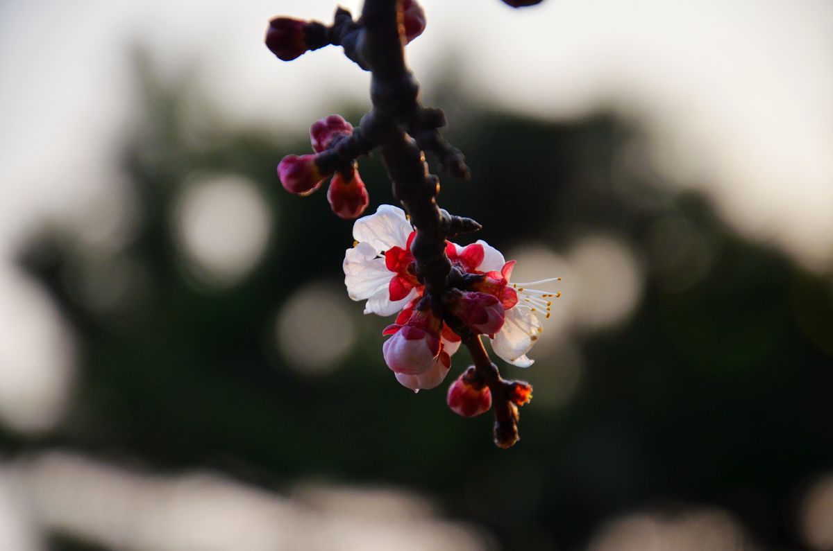 DSC_0074_副本.jpg