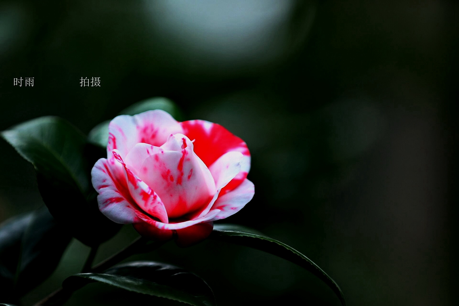 QQ图片20210311172120.jpg