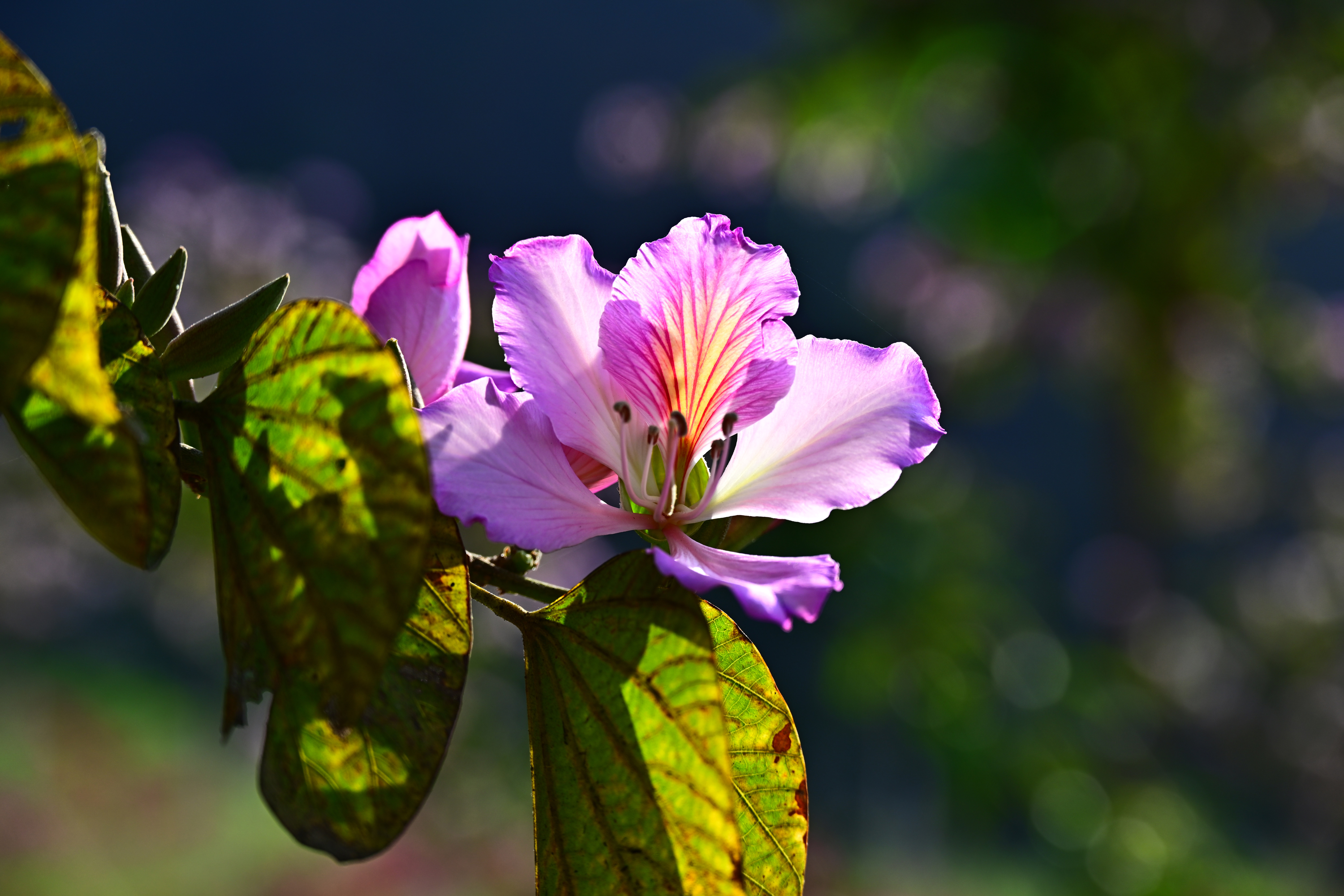 HBI_0589.jpg