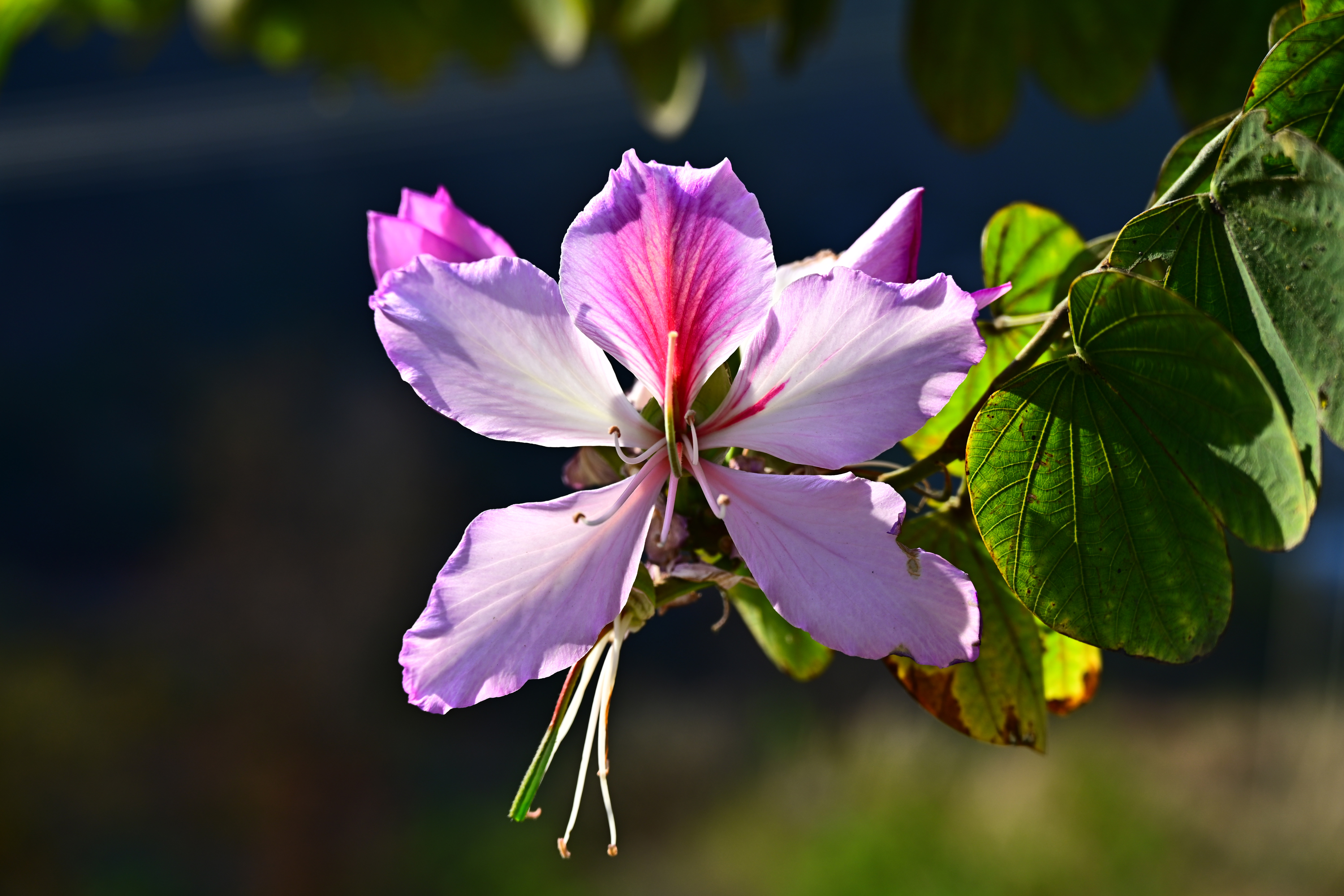 HBI_0591.jpg