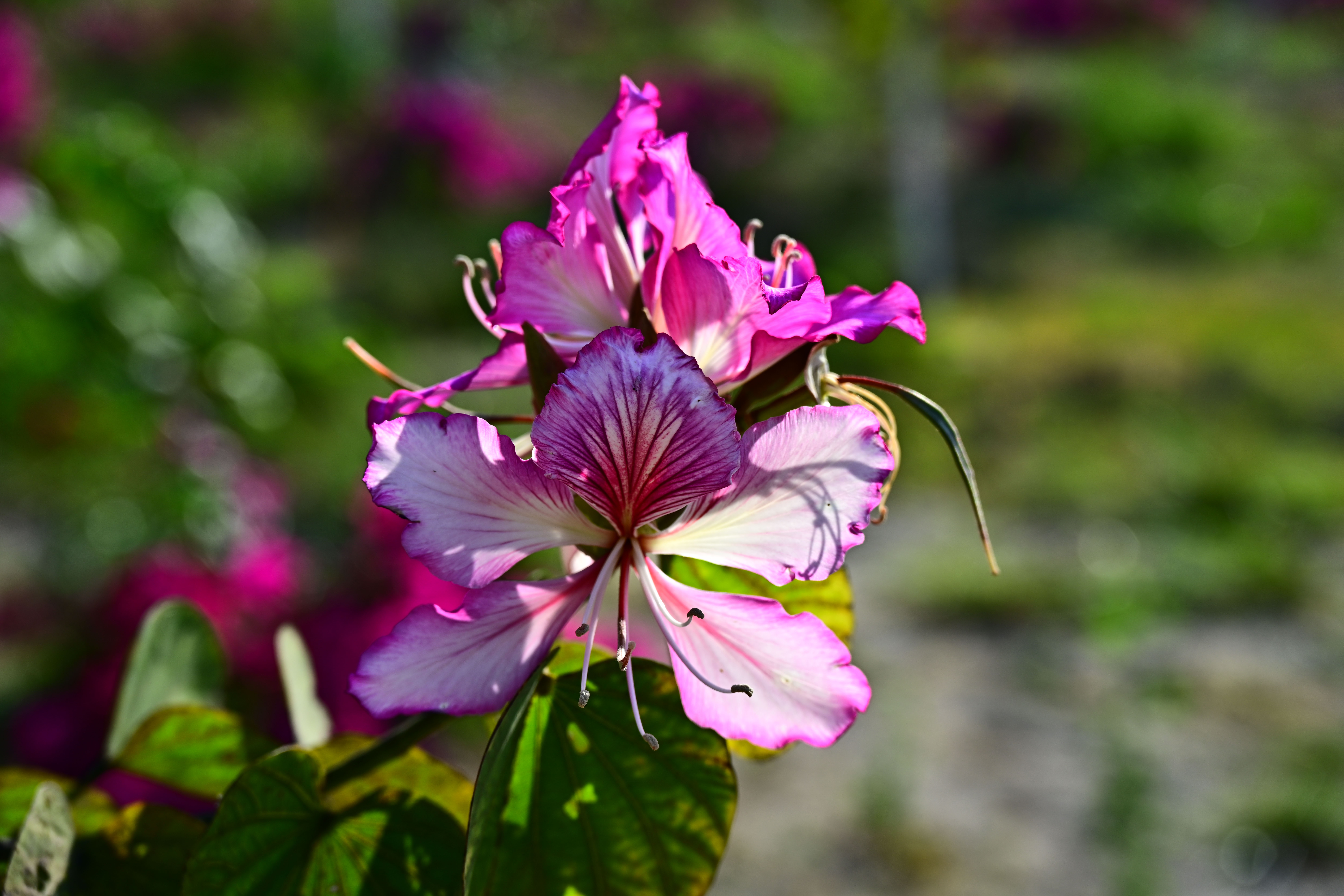 HBI_0630.jpg