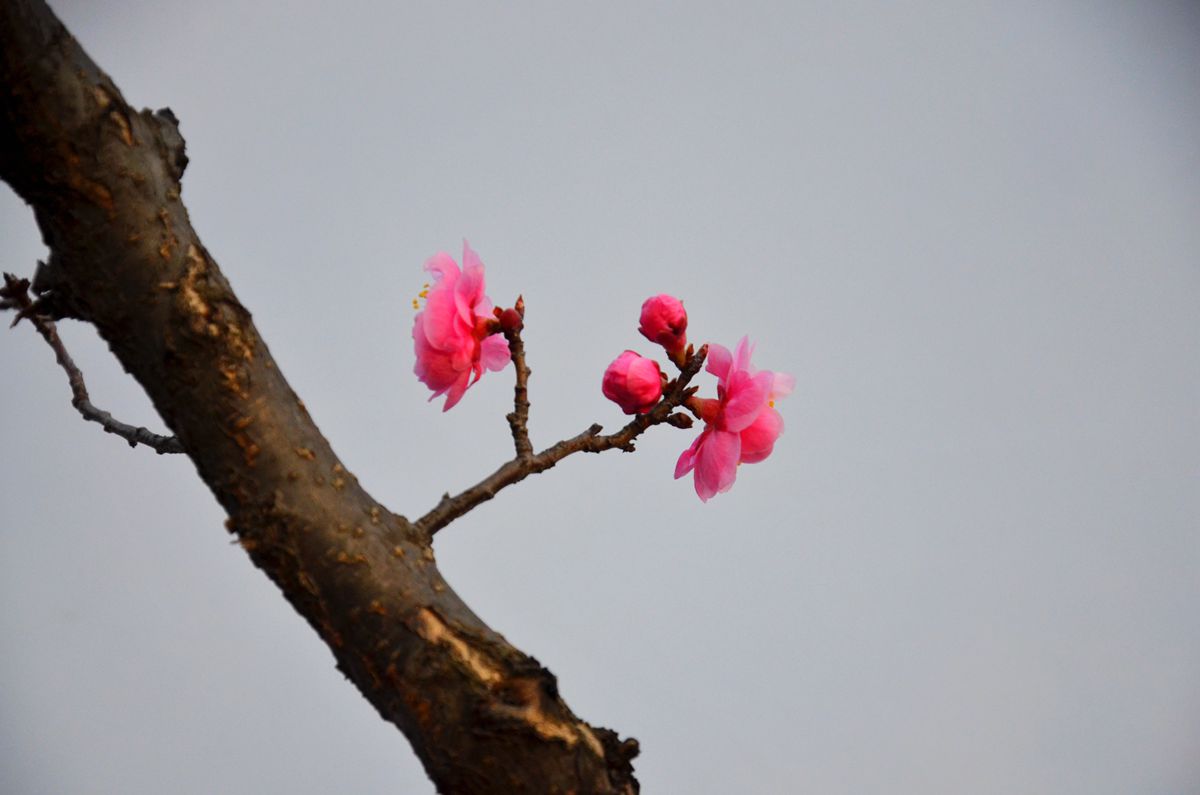 DSC_0037_副本.jpg
