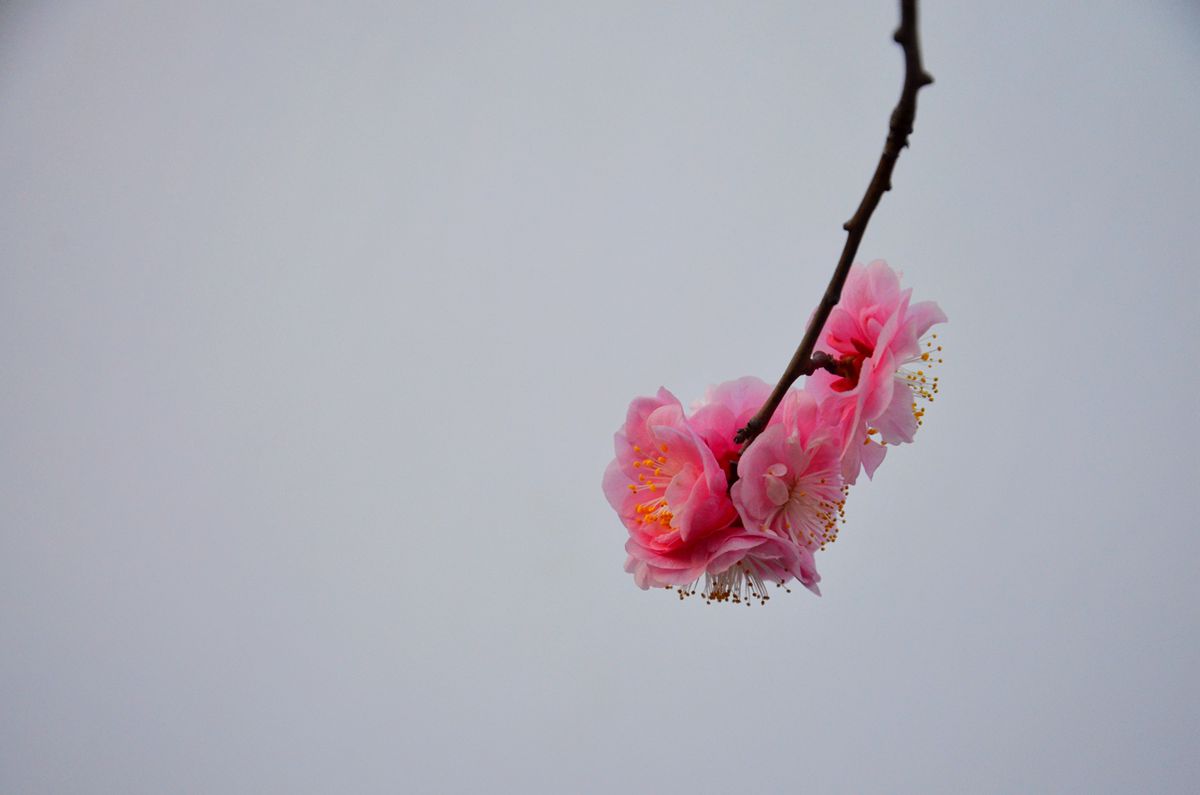 DSC_0042_副本.jpg