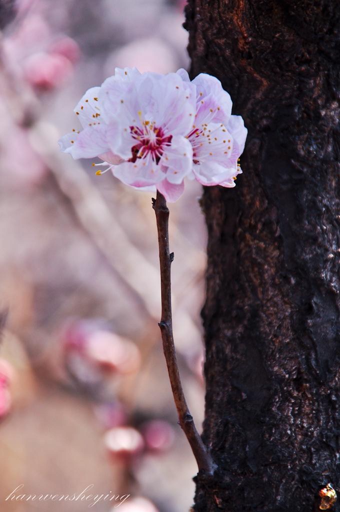 DSC_0036.JPG