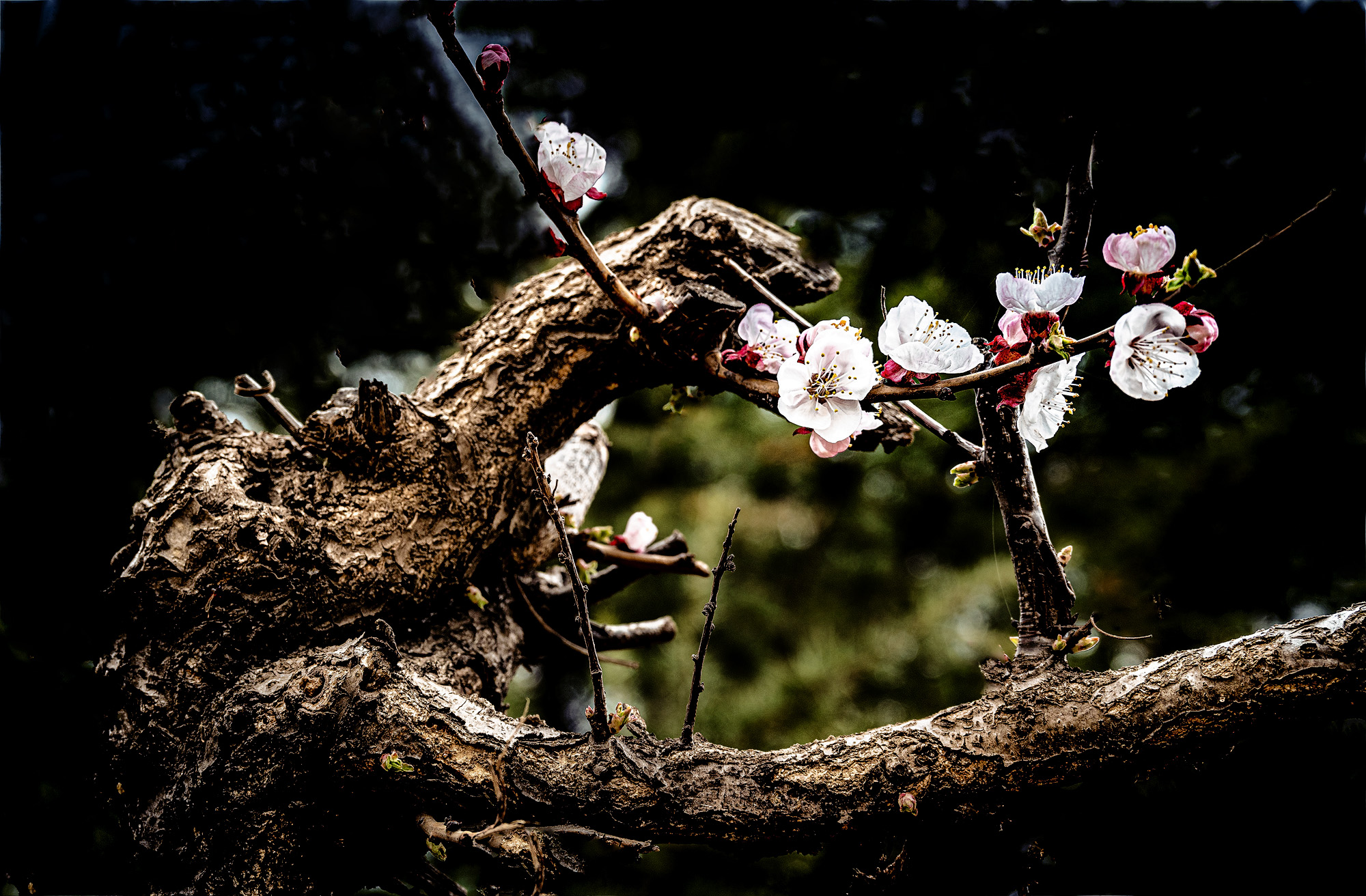1-DSC_1514-1.jpg