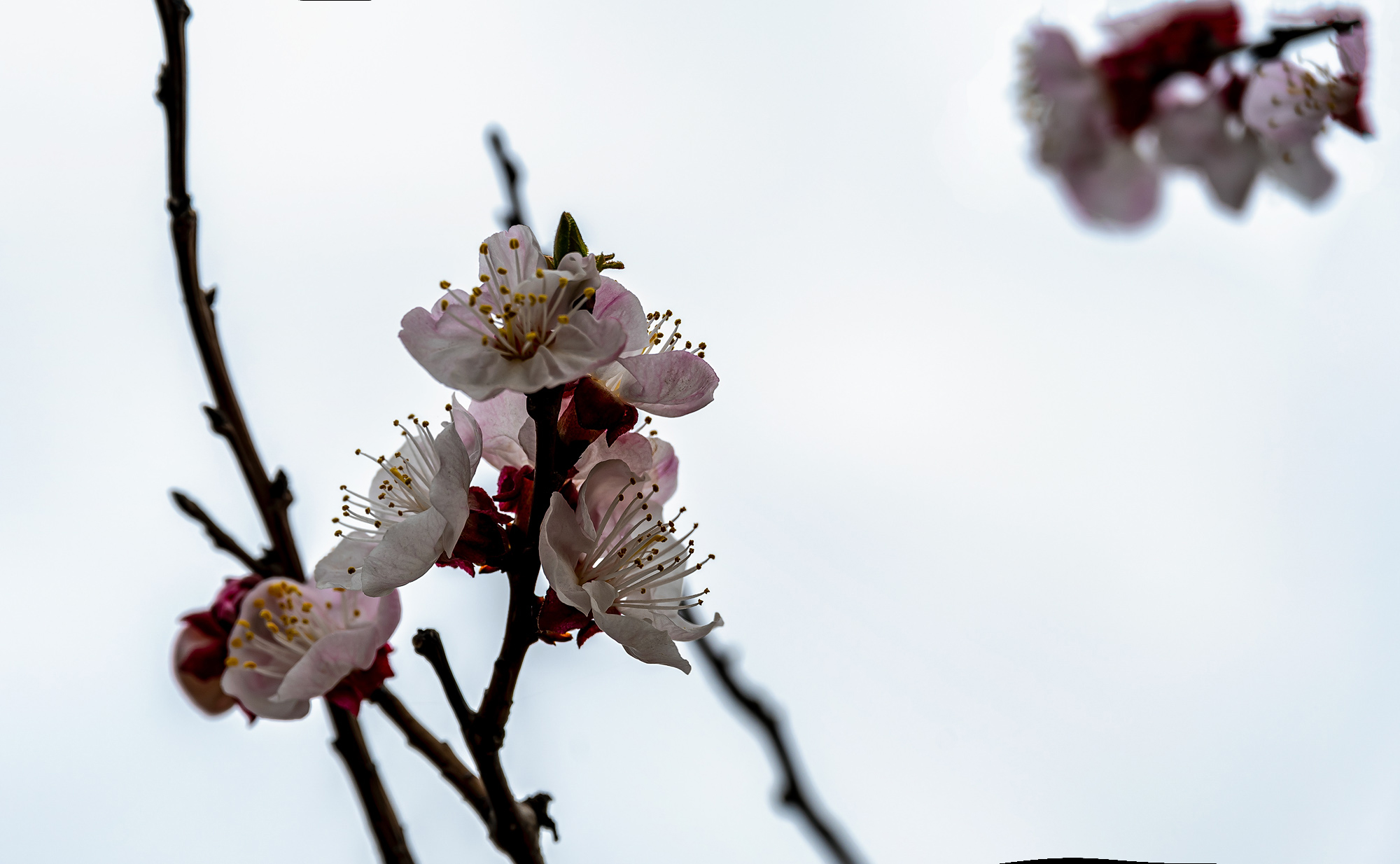 DSC_1516-1.jpg