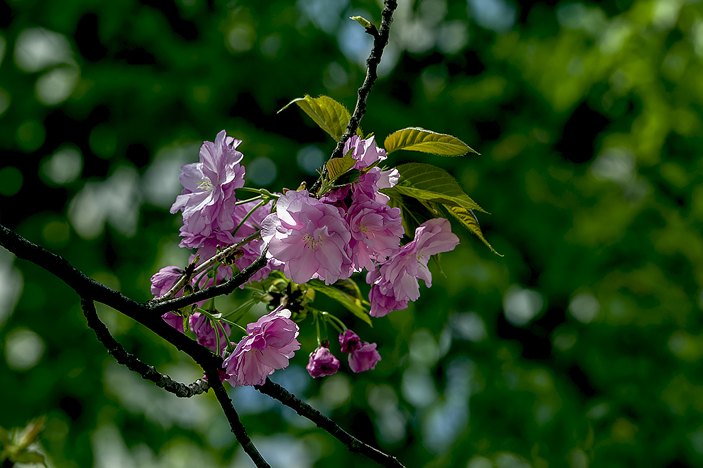 IMGP0590副本.jpg