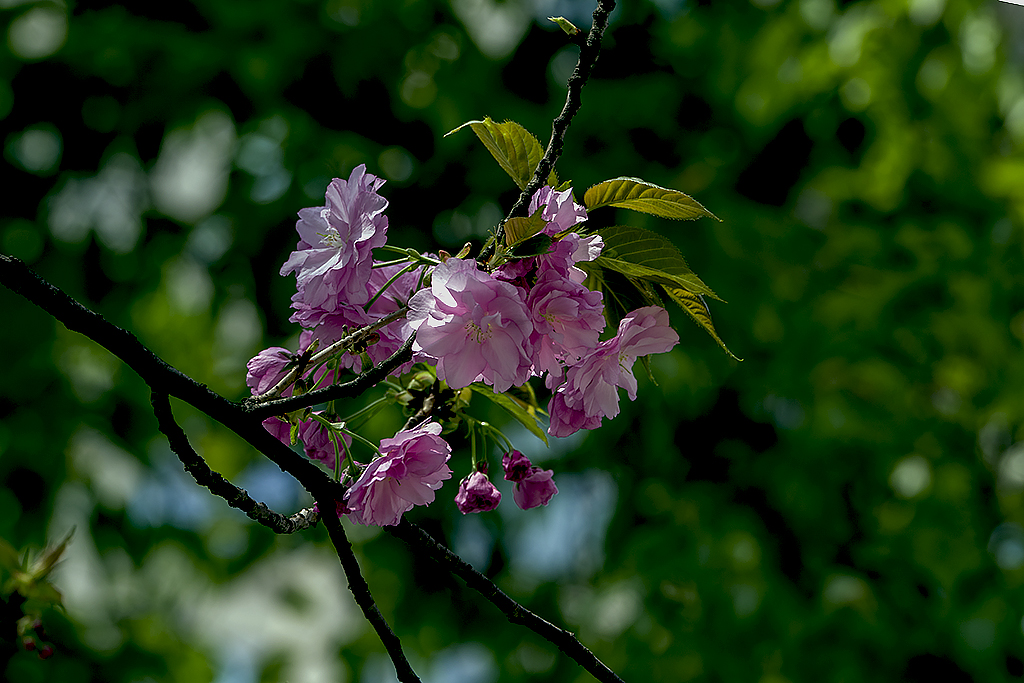 IMGP0592副本.jpg