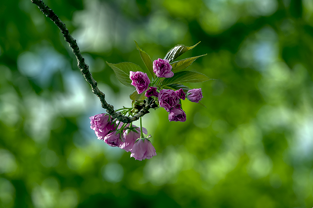 IMGP0593副本.jpg