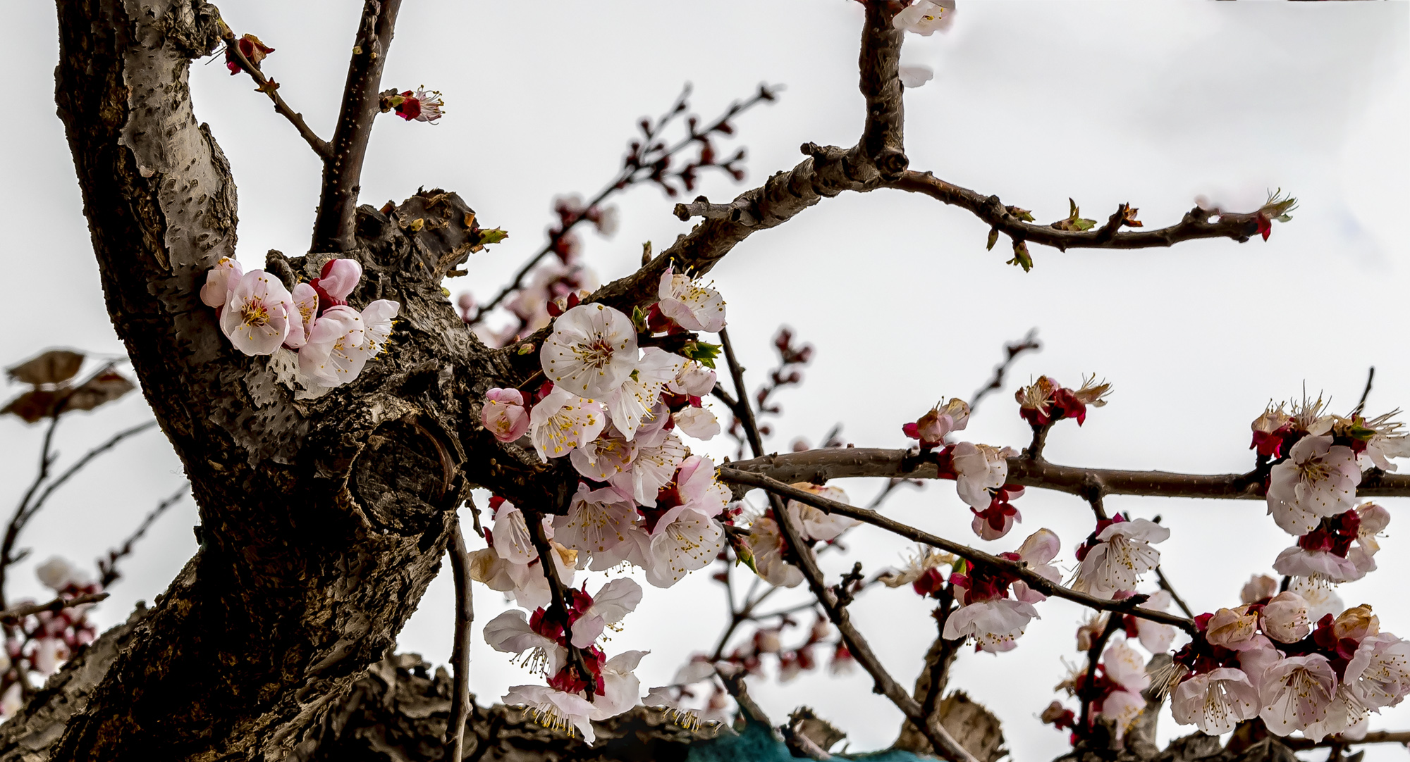 DSC_1528-1.jpg