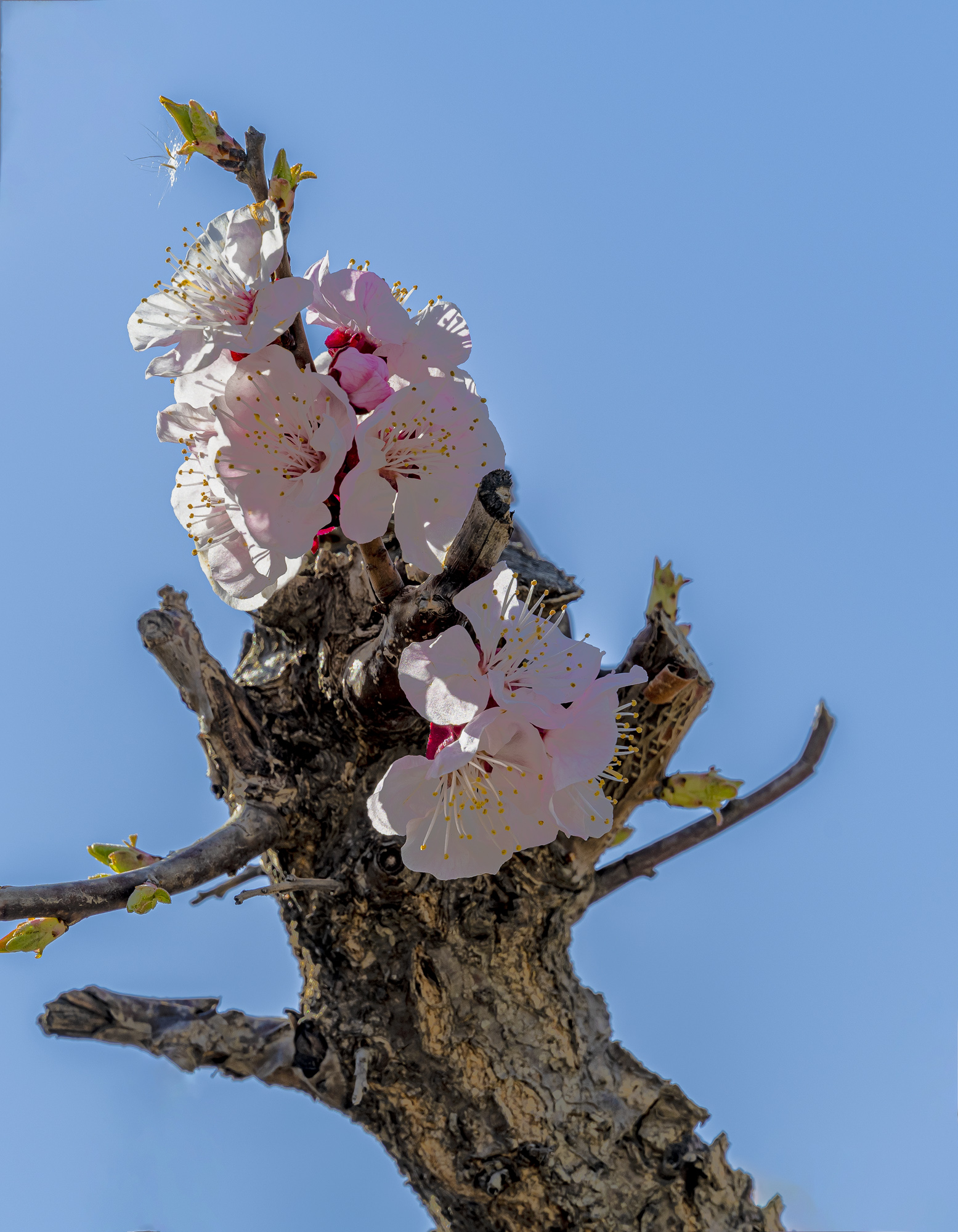 DSC_1775-1.jpg