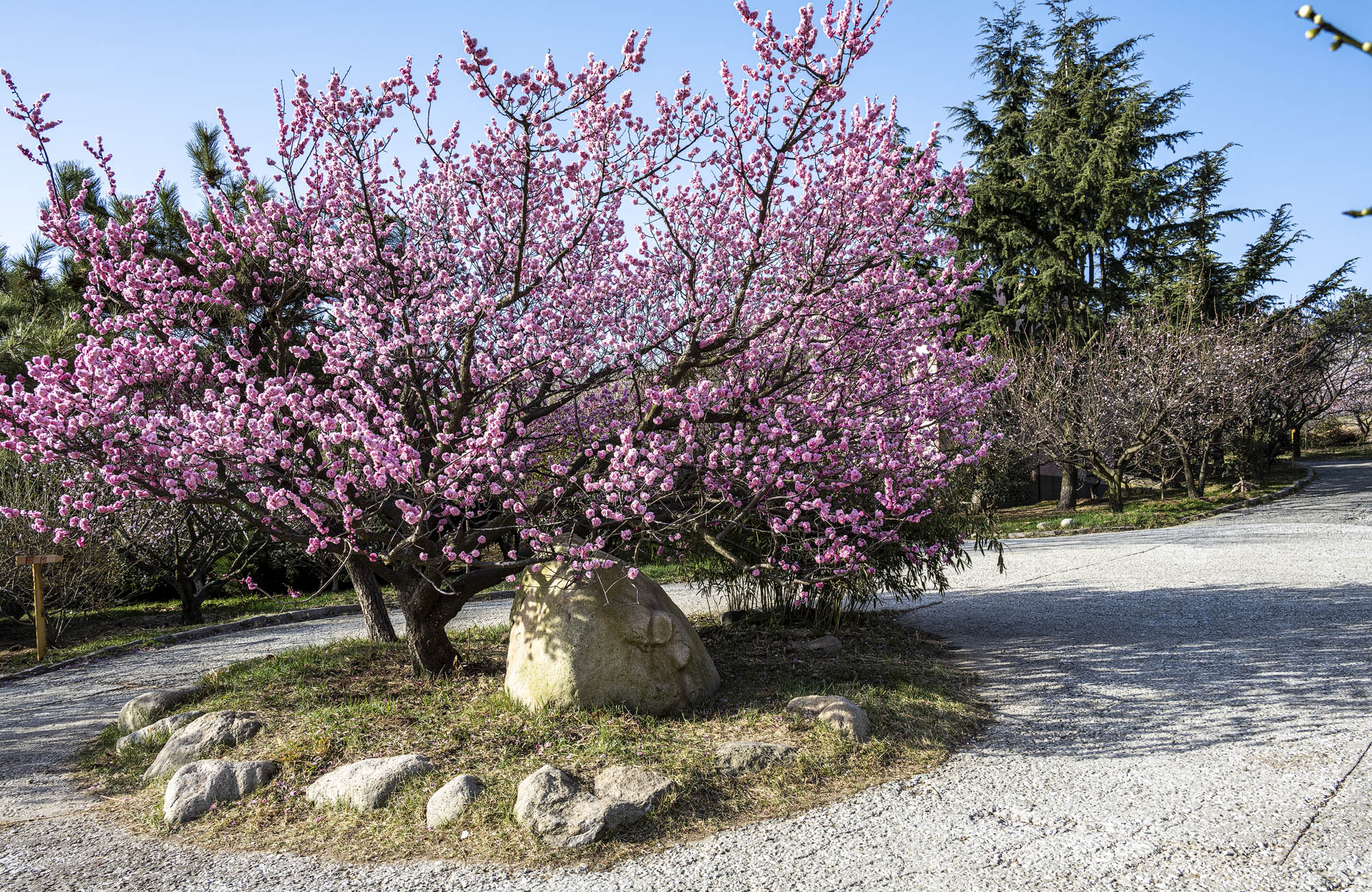 DSC_1694-1.jpg