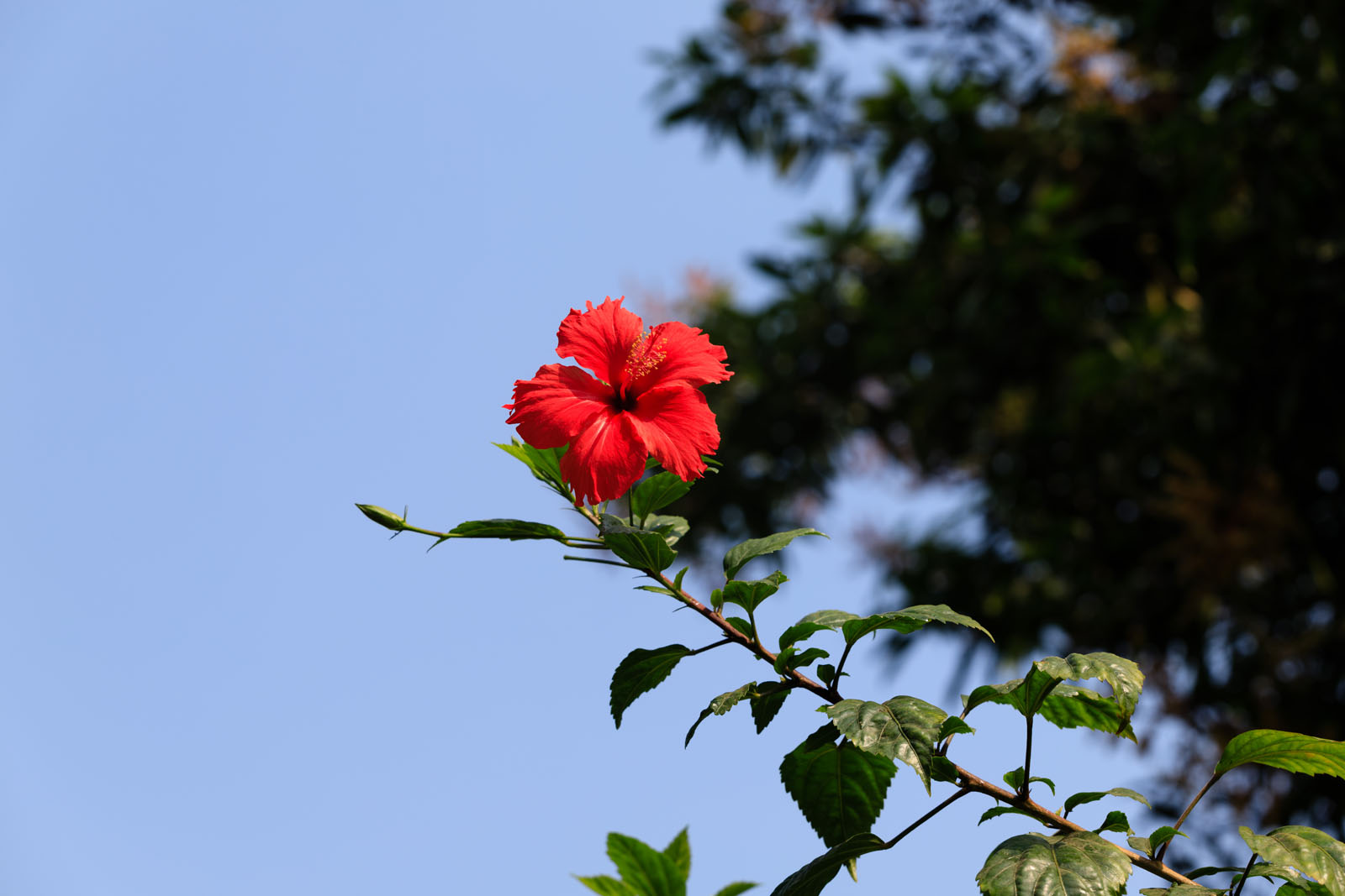 _MG_0462.jpg