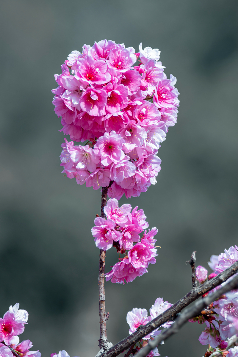 DSC_8477.jpg