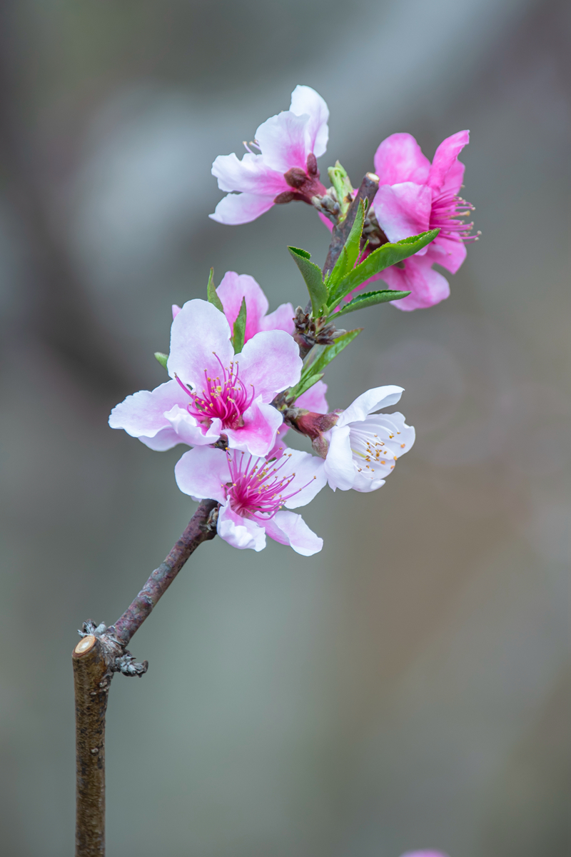 DSC_8763.jpg