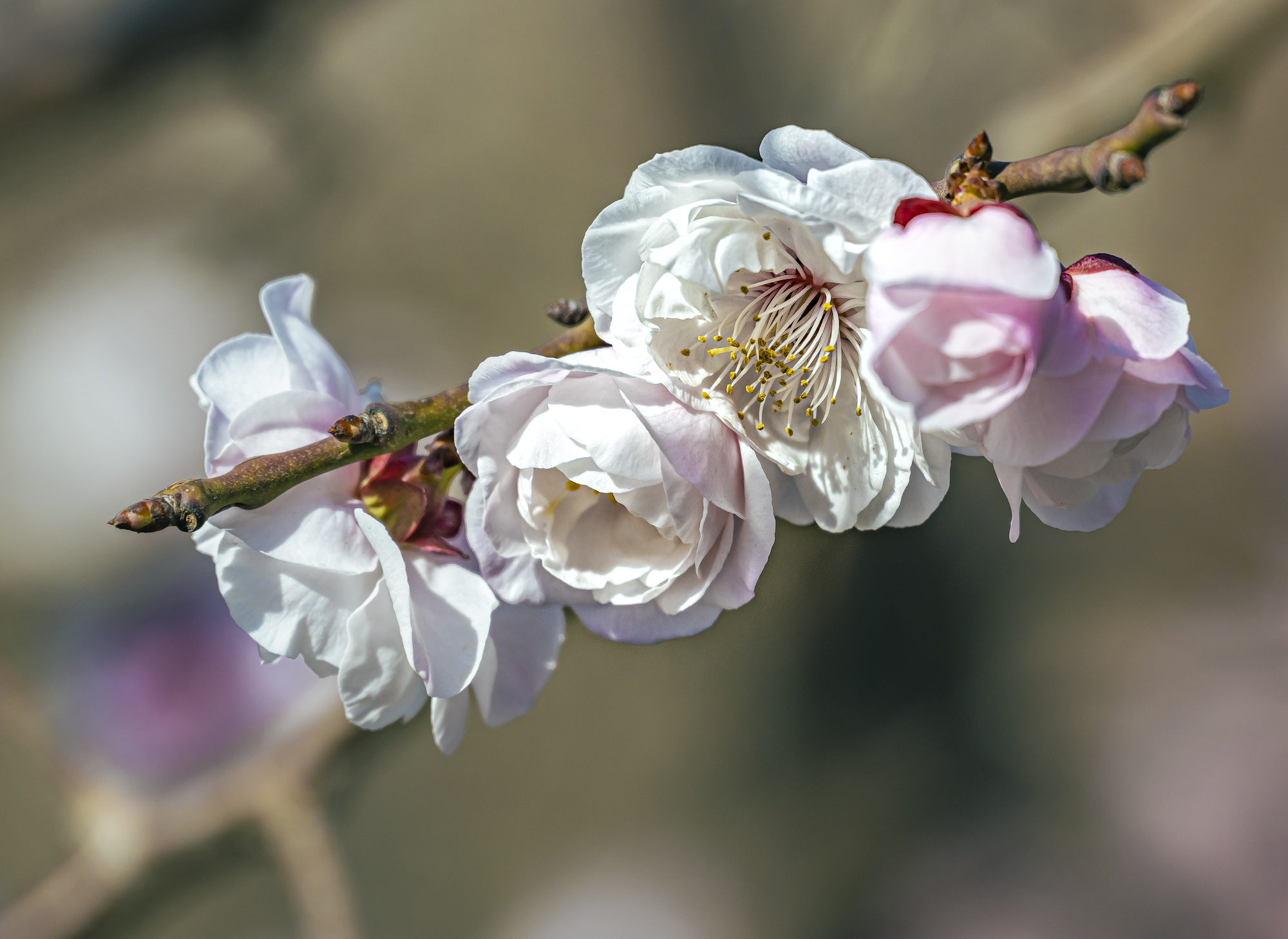 DSC_1741-1.jpg