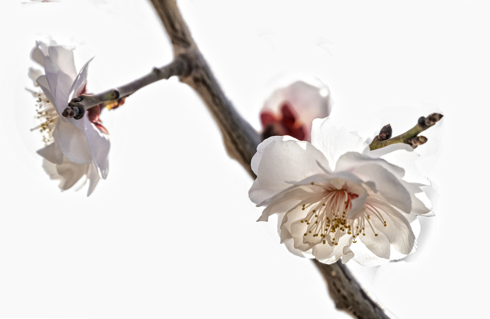 DSC_1743-1-2.jpg