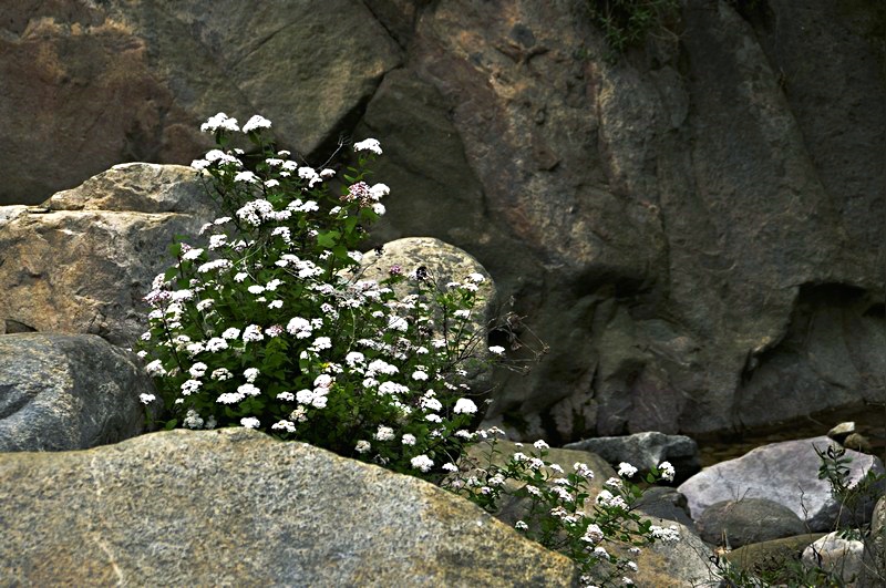 DSC_0054.JPG