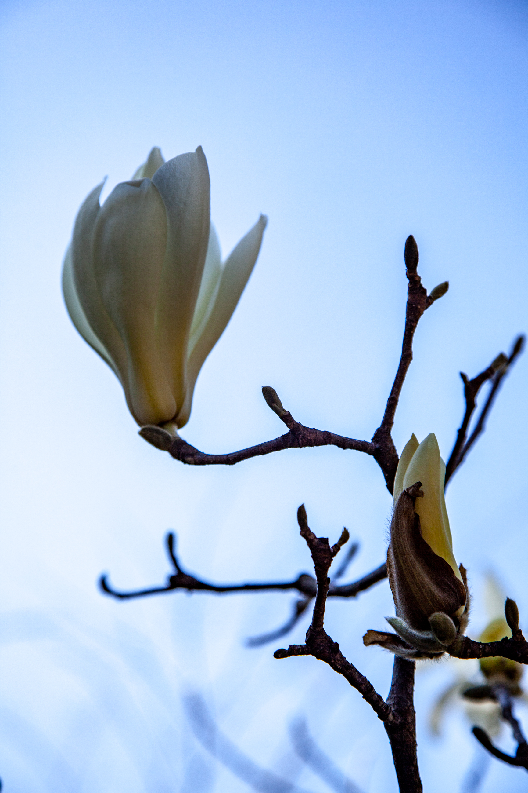 _MG_0137.jpg