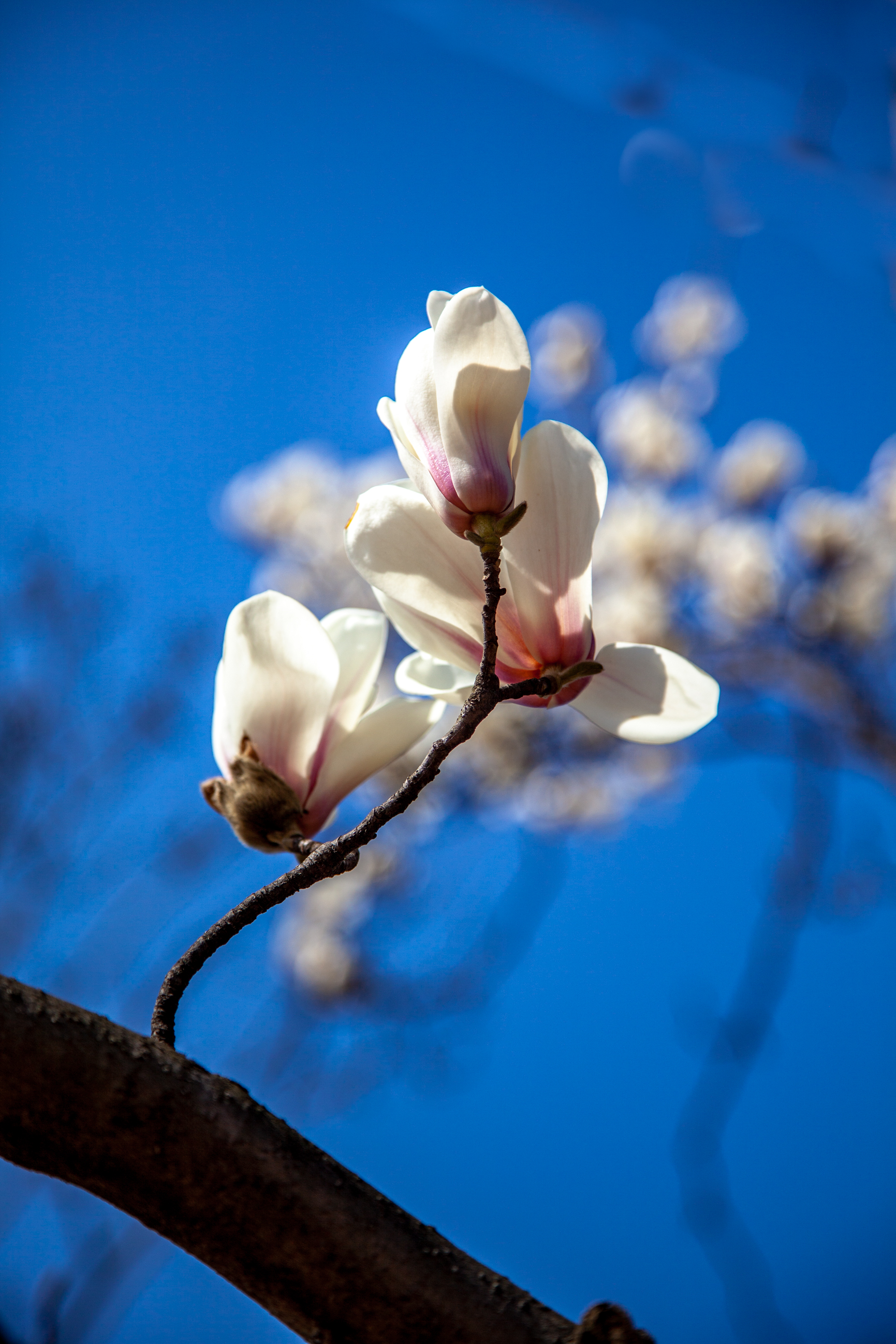 _MG_0146.jpg