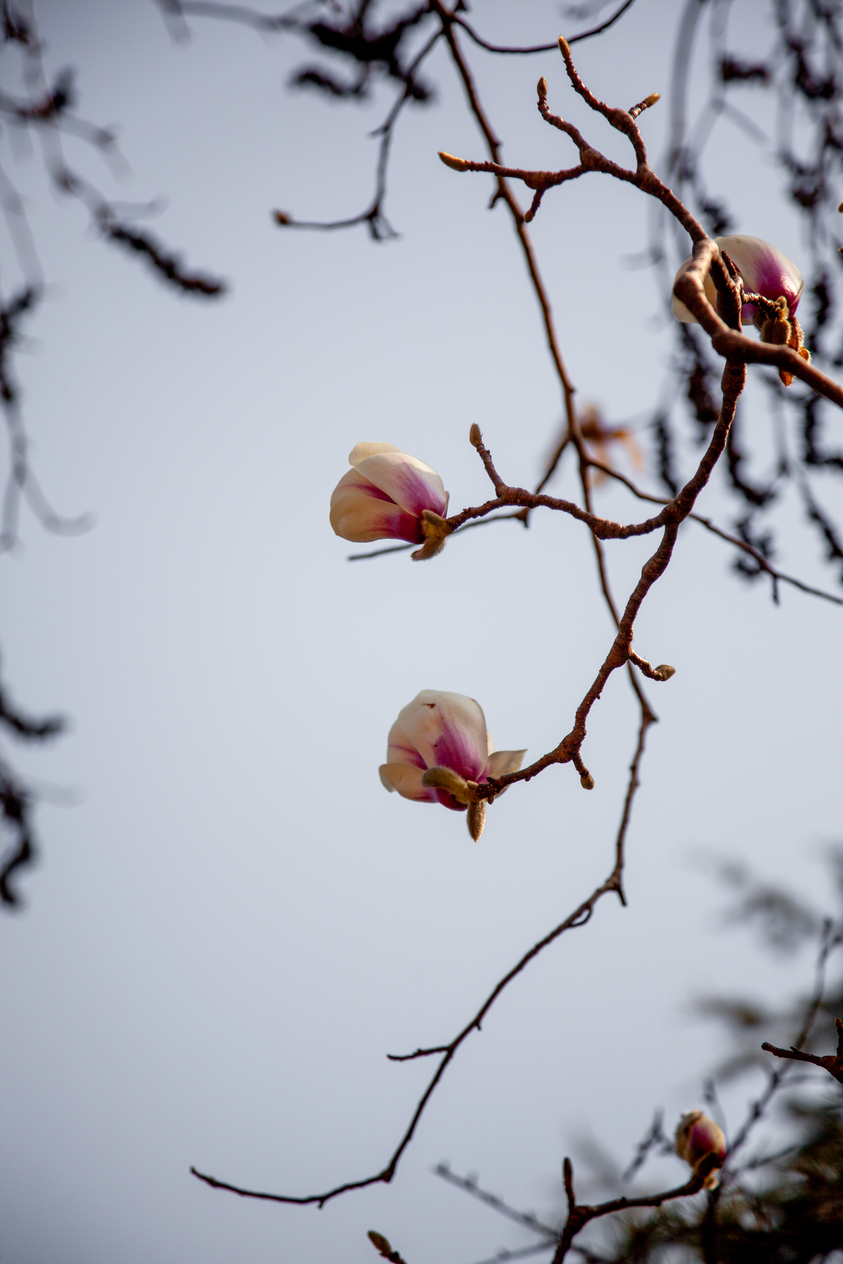 _MG_0163.jpg