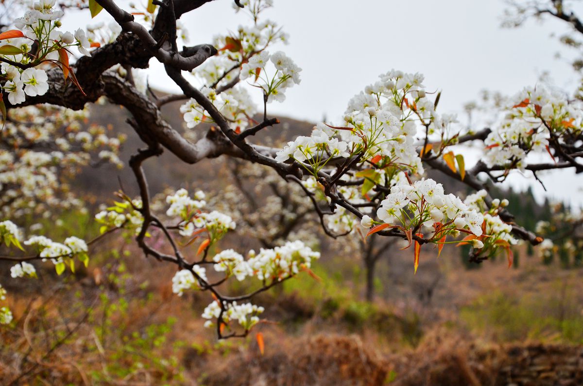 DSC_0010_副本.jpg