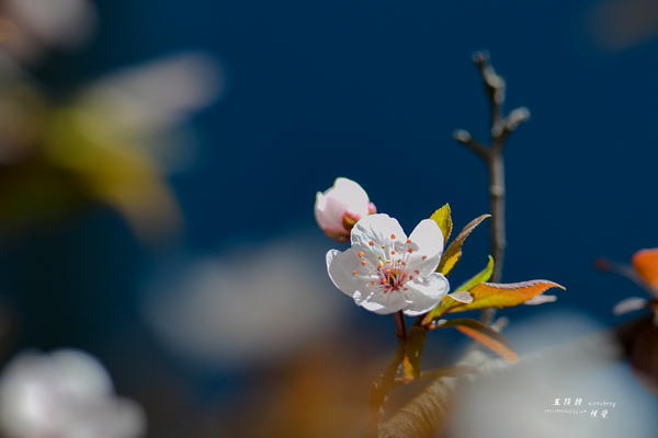 DSC_5275.JPG
