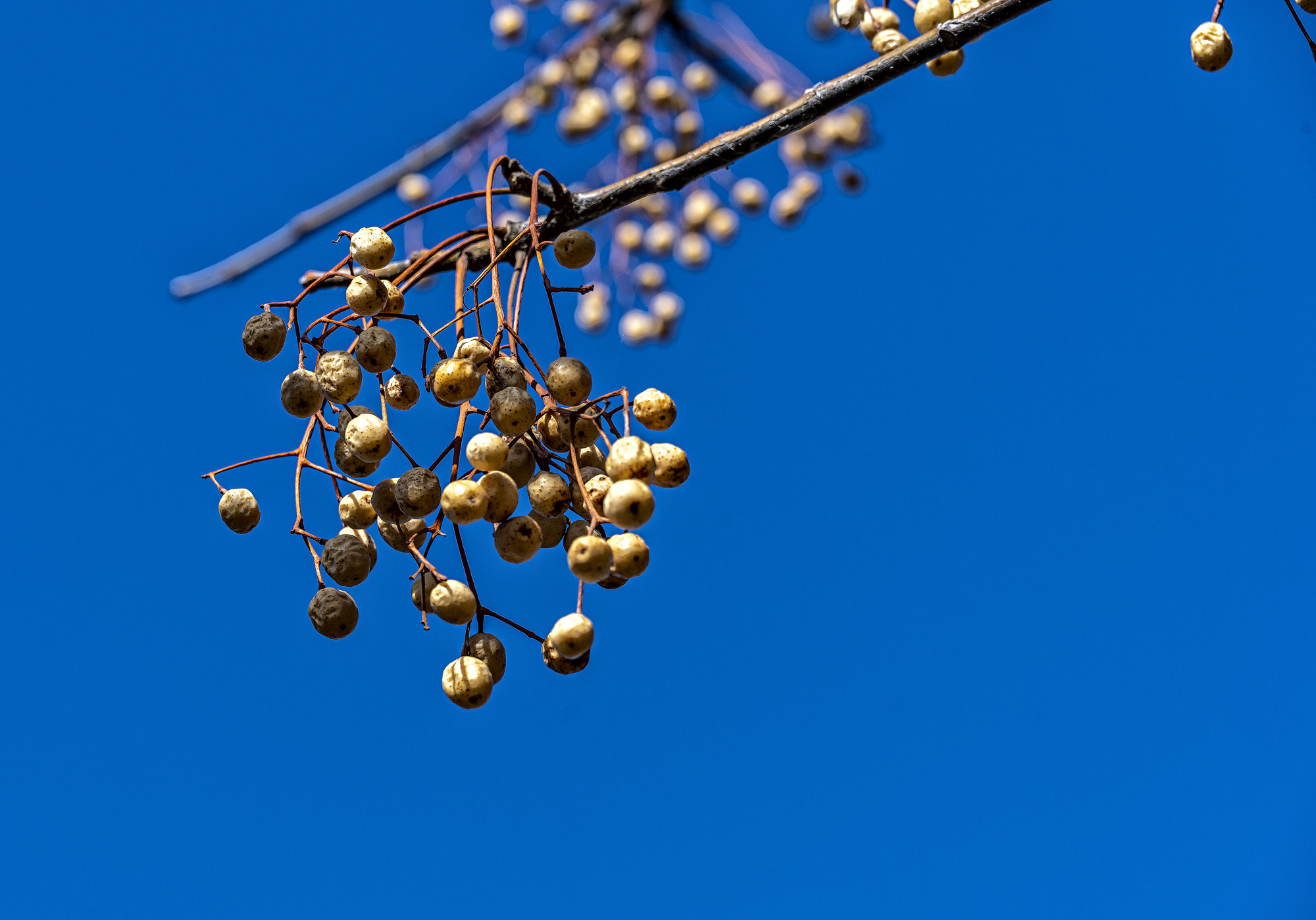 DSC_1818-1.jpg