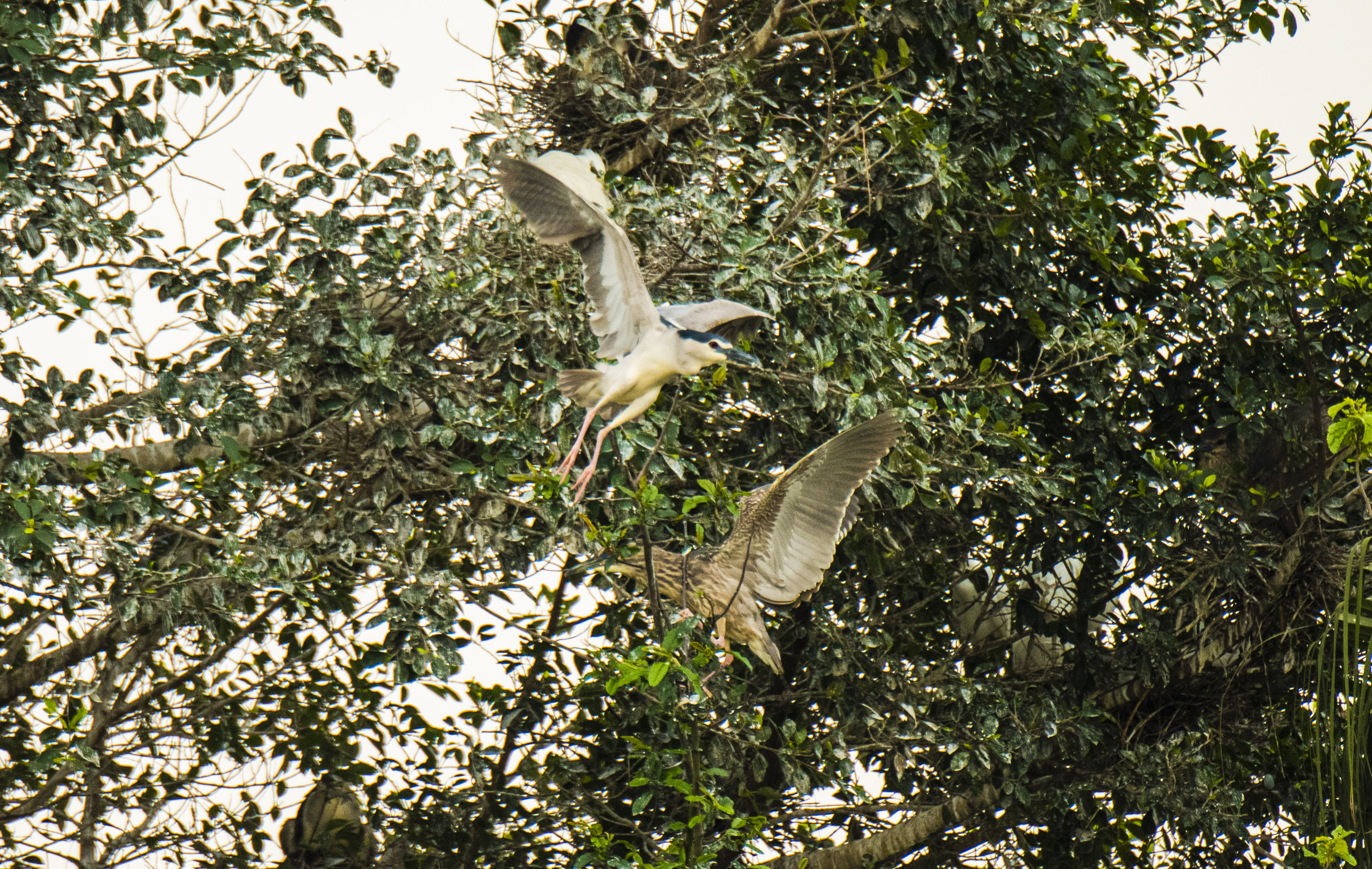 11DSC_6707.jpg
