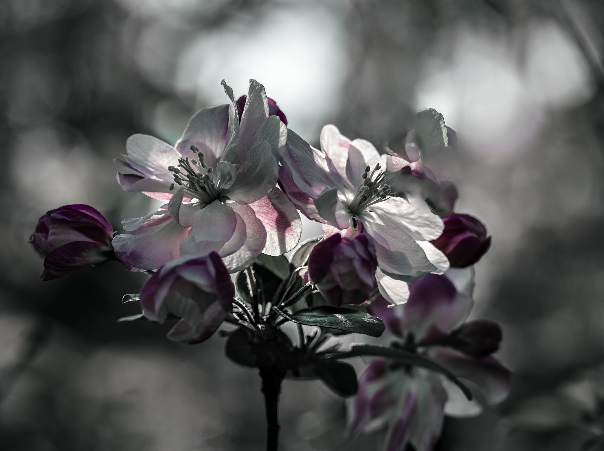 DSC_1975-1.jpg