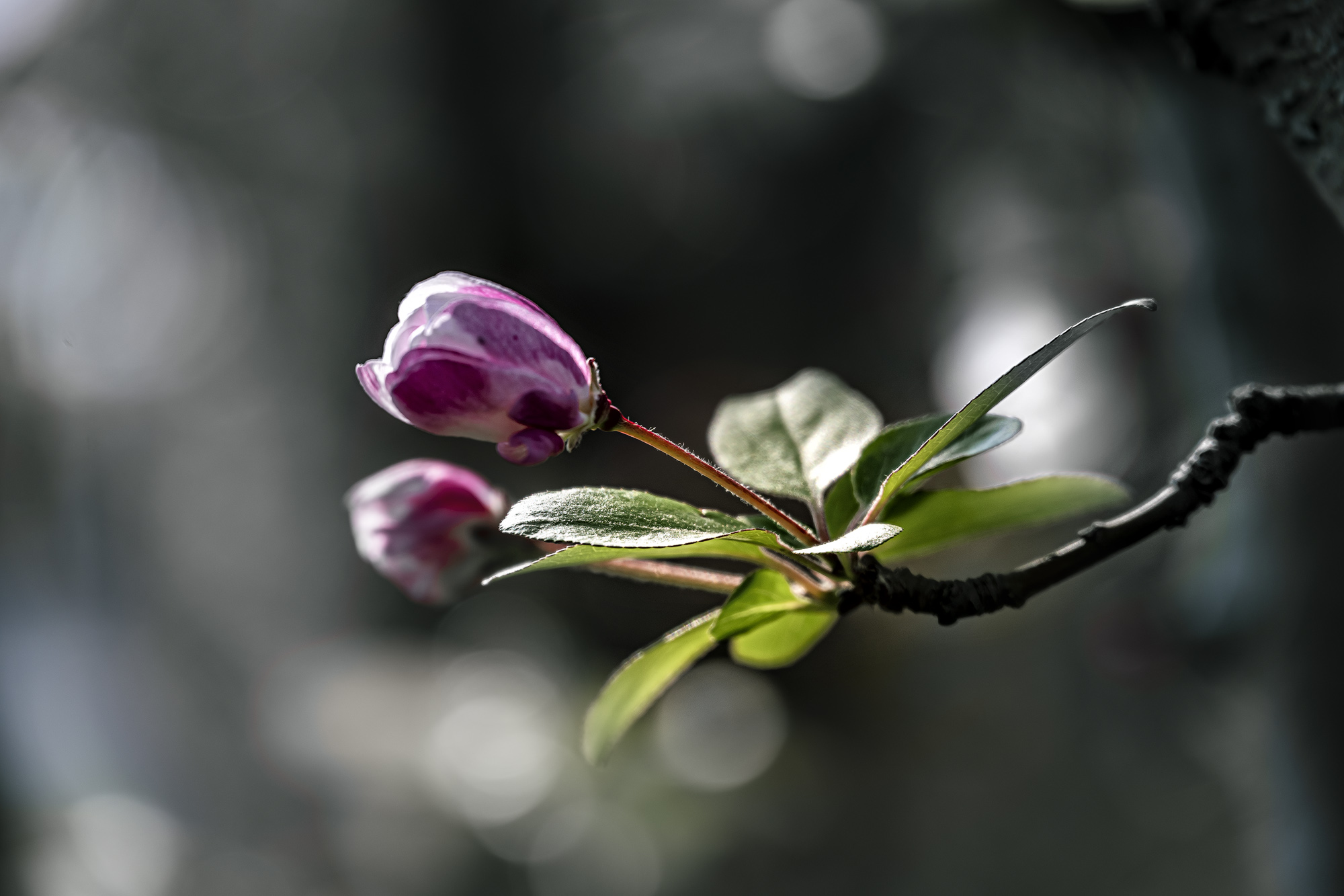 DSC_1977-1.jpg