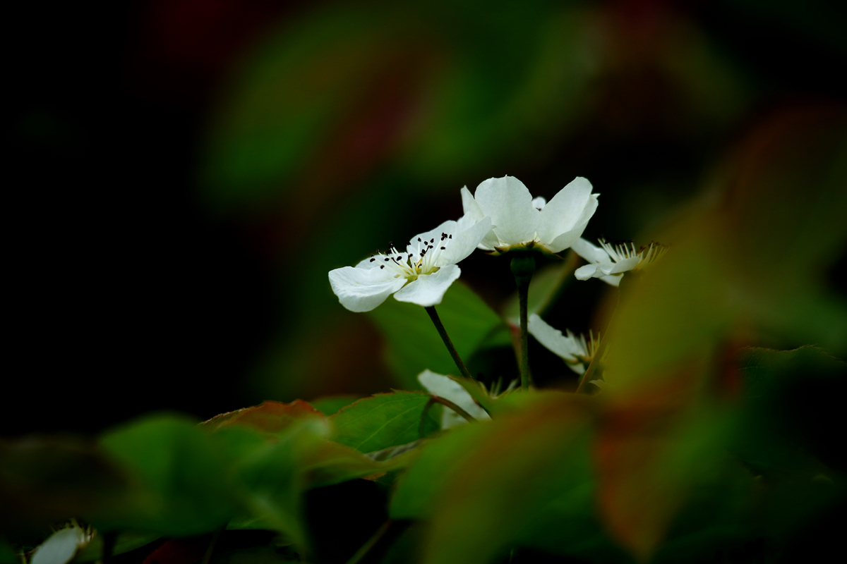 FU2A0019.JPG
