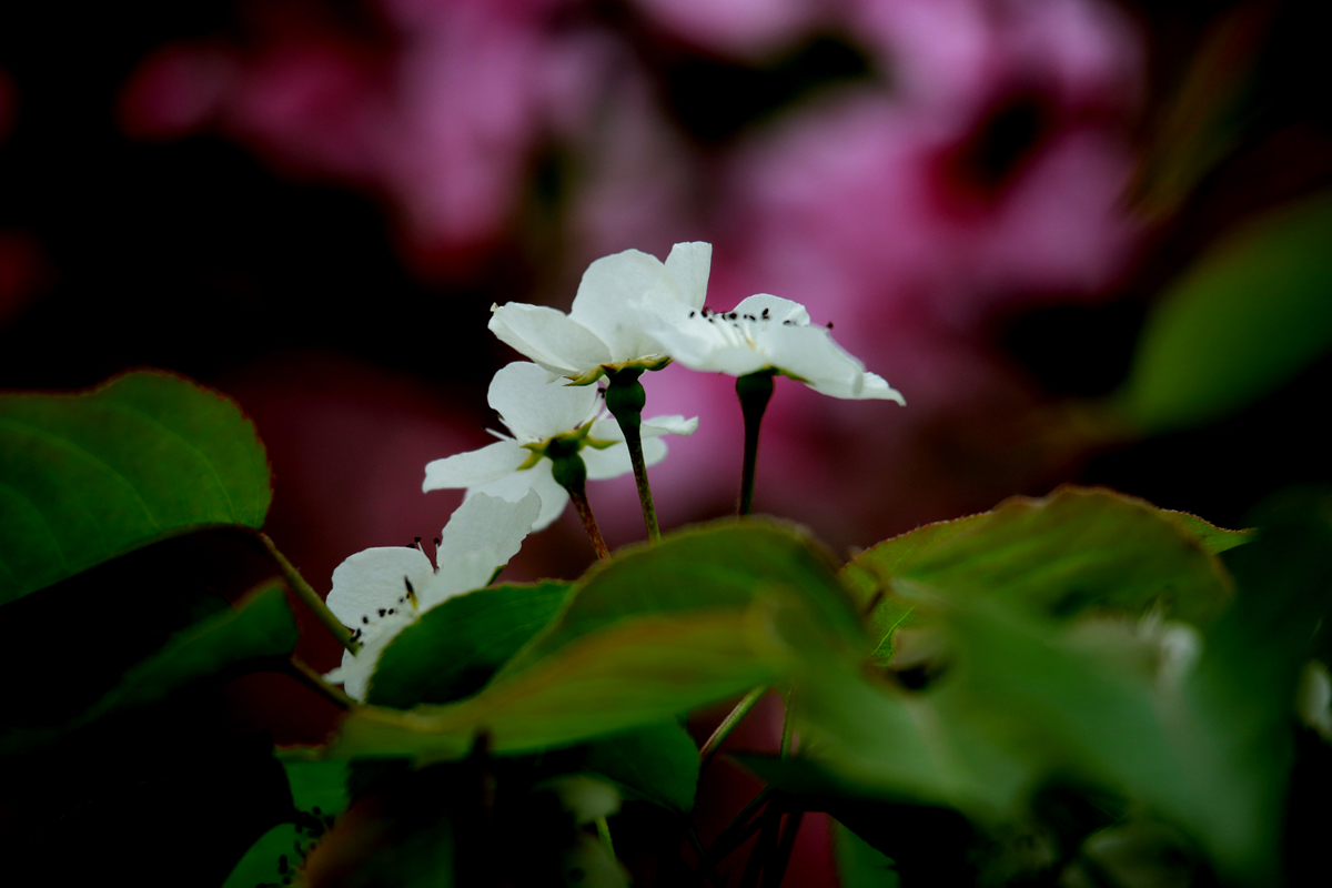 FU2A0021.JPG