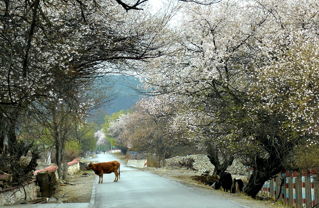 DSC_1336_副本.jpg