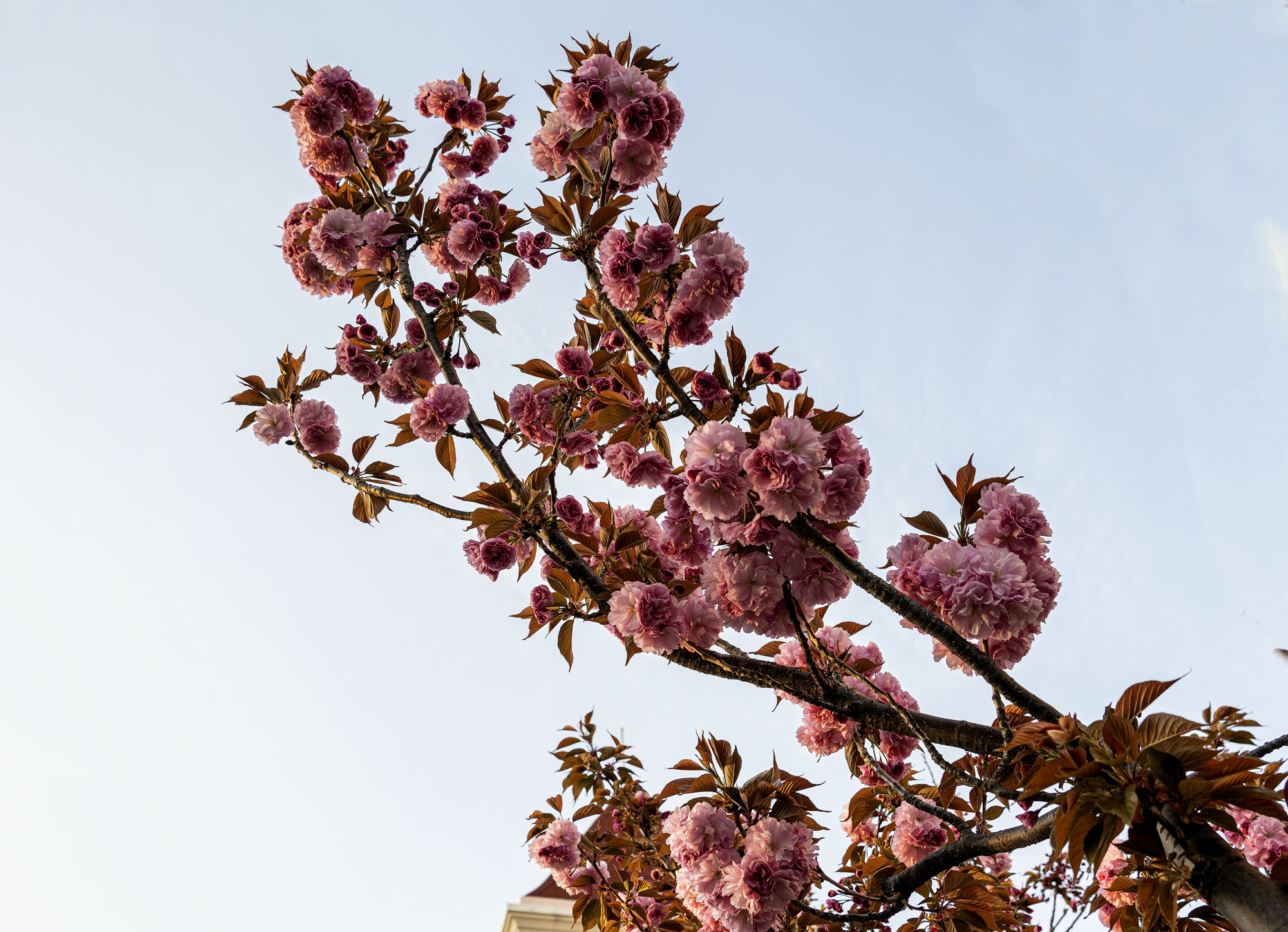 DSC_2231-1.jpg