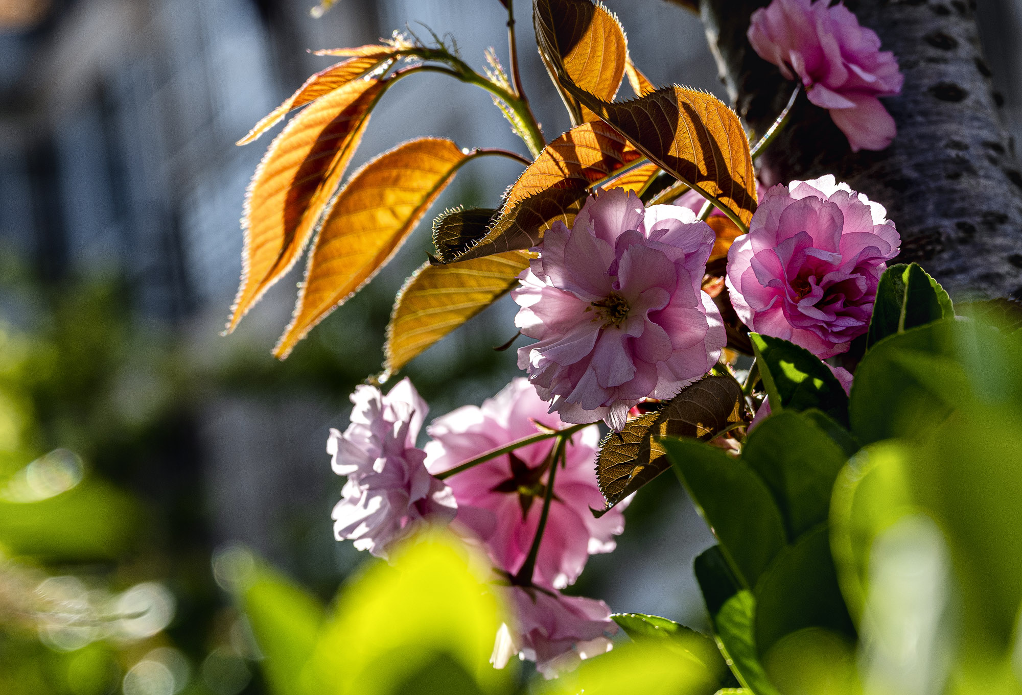DSC_2270-1.jpg