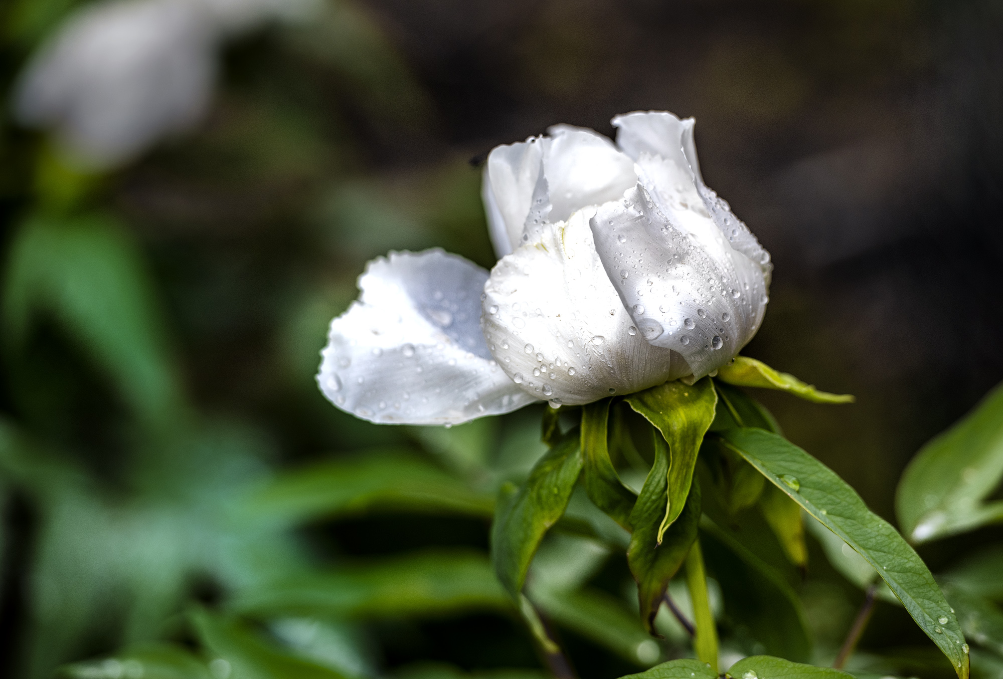 DSC_2287-1.jpg