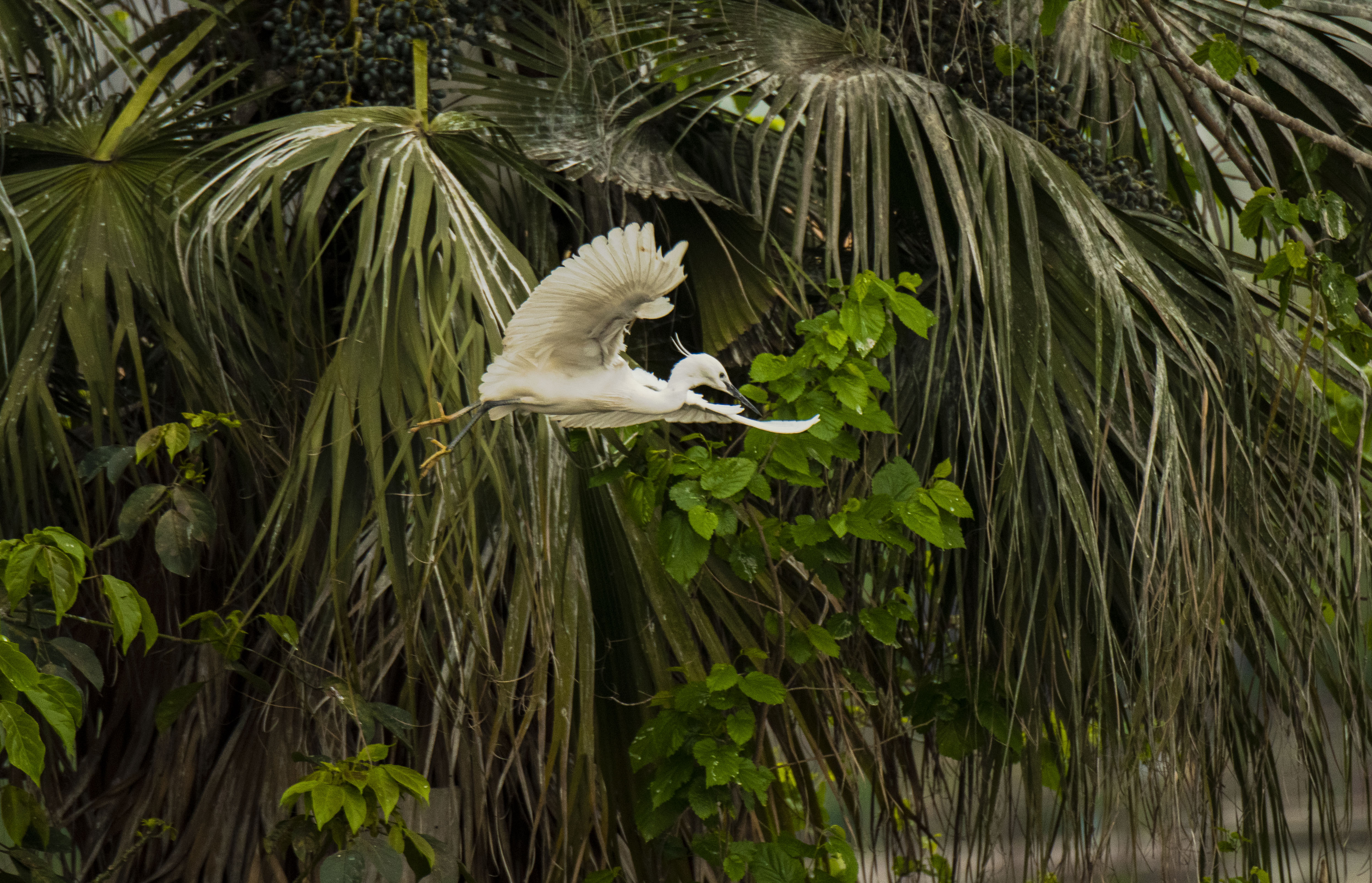 11DSC_6729.jpg