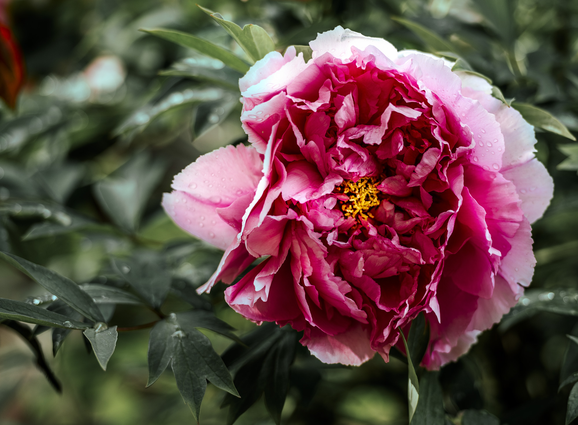 DSC_2307-1.jpg