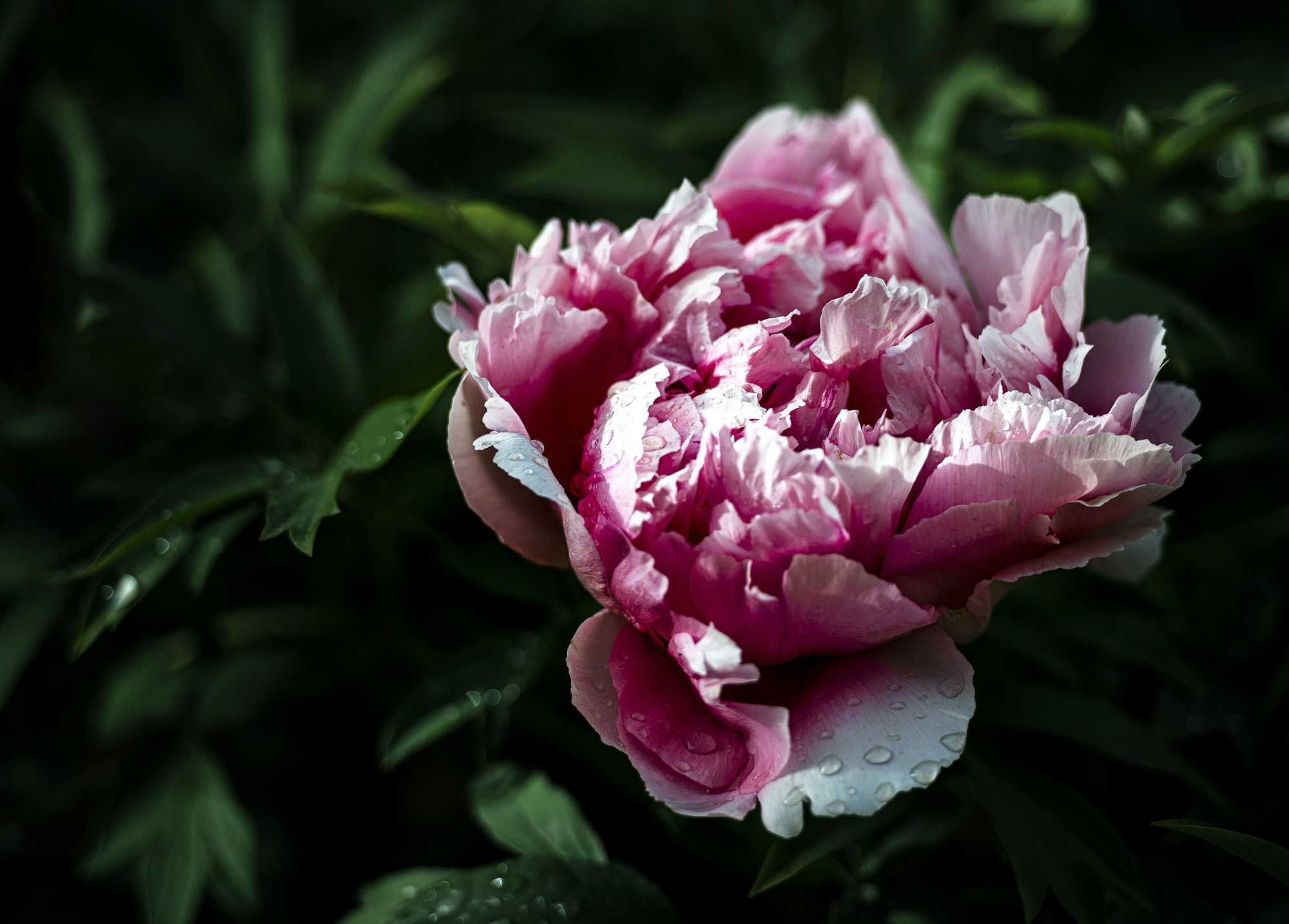 DSC_2341-1.jpg