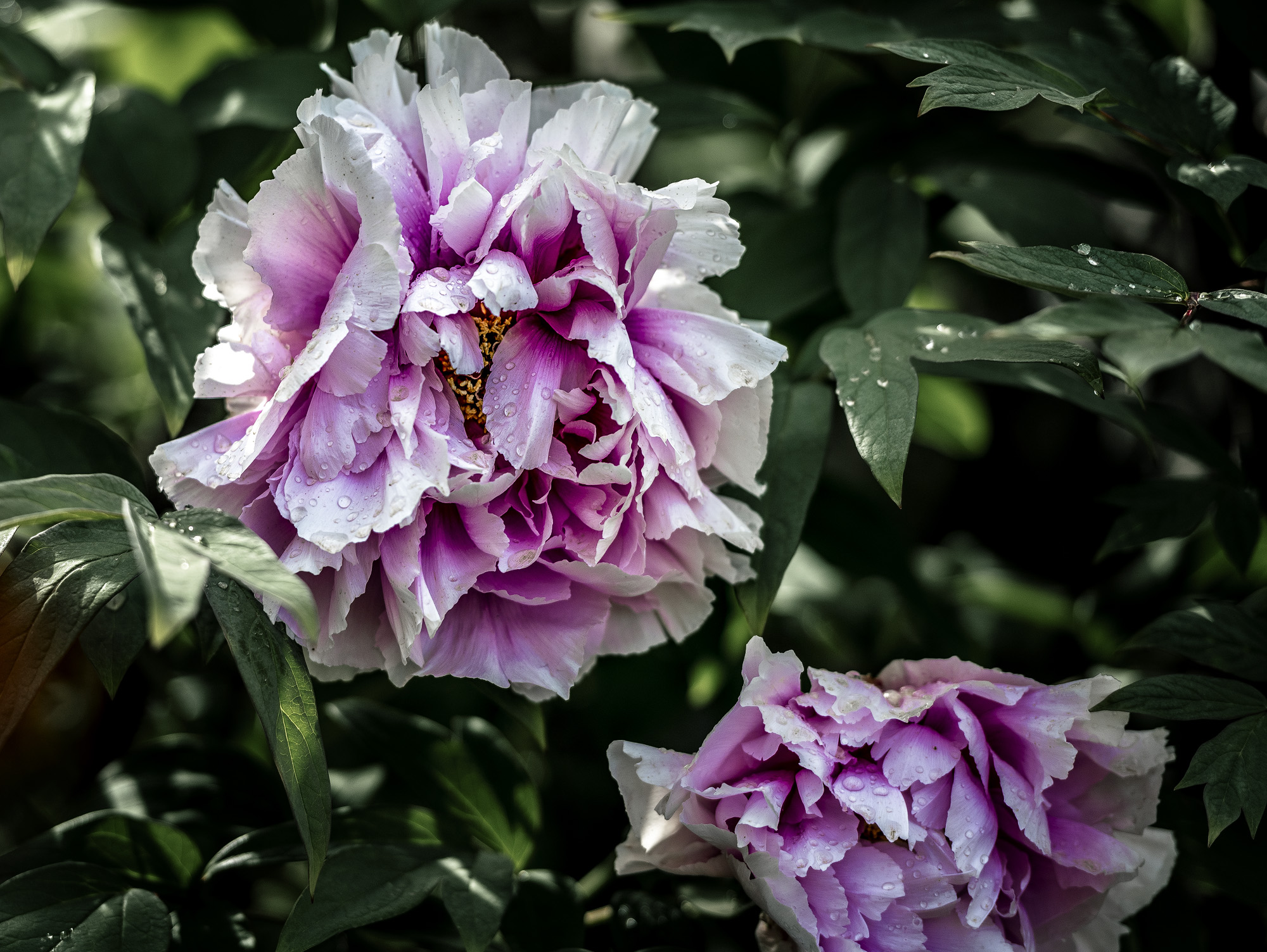 DSC_2333-1.jpg