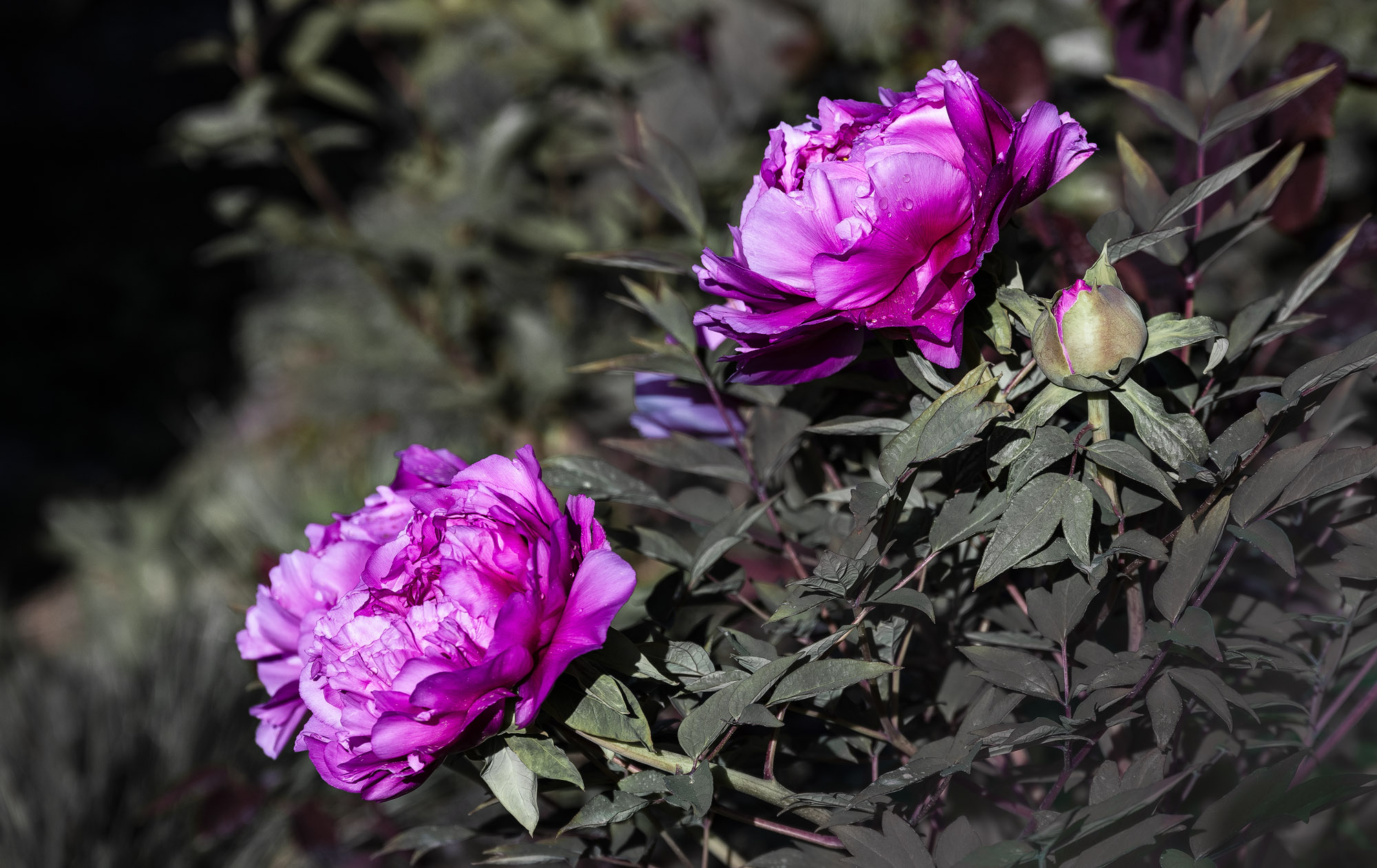 DSC_2385-1-2.jpg