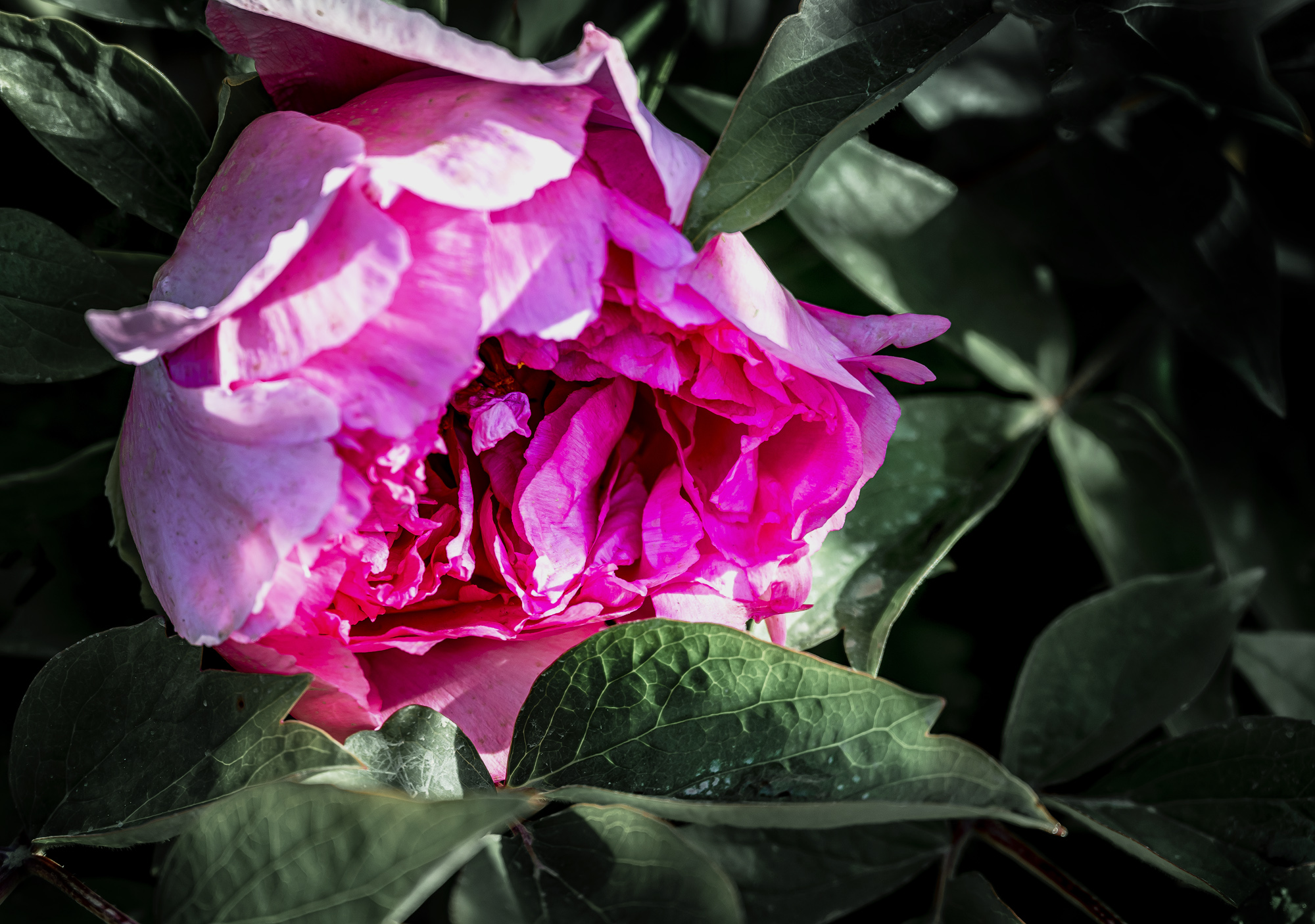 DSC_2382-1.jpg