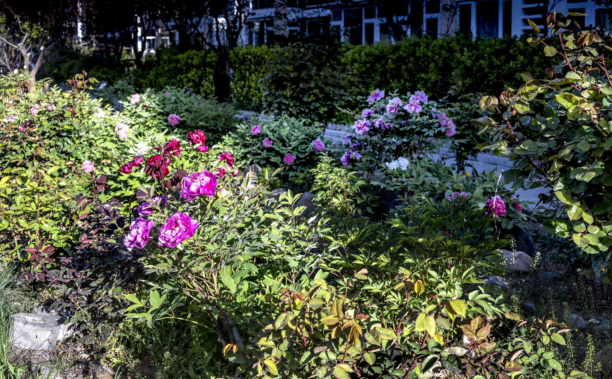 DSC_2383-1.jpg