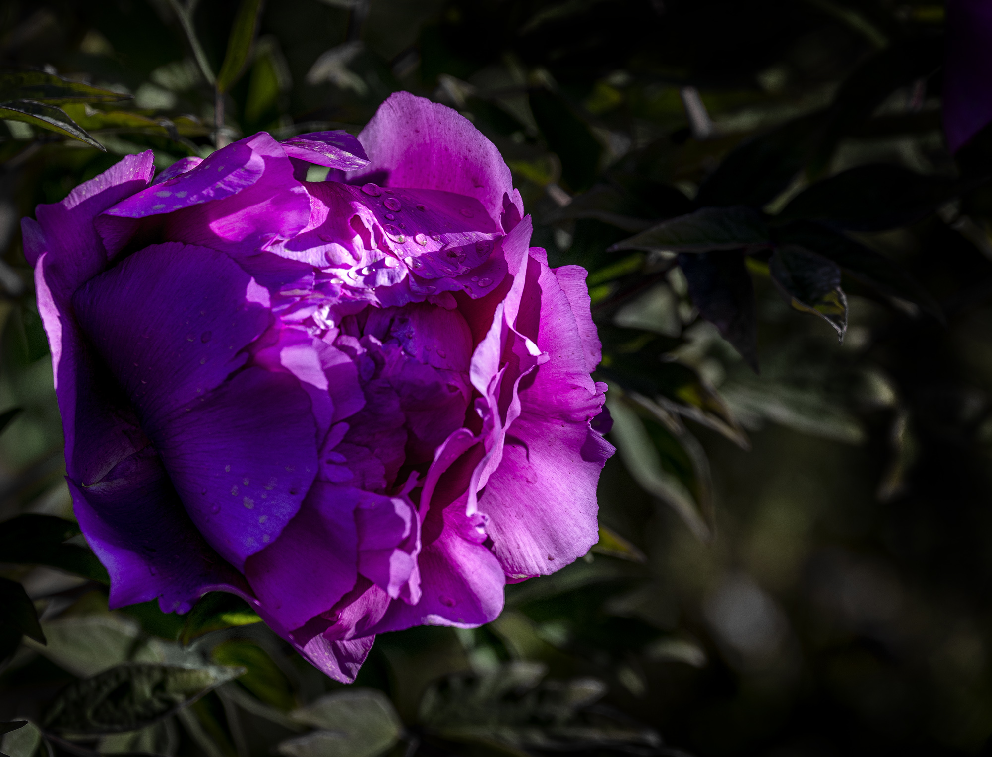DSC_2375-1.jpg